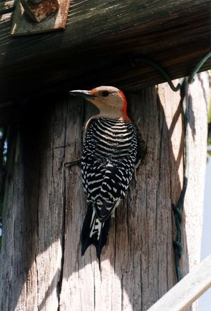 NASA image: KENNEDY SPACE CENTER, FLA. - A female Red-bellied Woodpecker clings to a utility pole where it has made a home on Merritt Island Wildlife Refuge.  The most common type of woodpecker in the South, the "Zebraback" nests in the cavities of trees and consumes large quantities of wood-boring beetles, as well as other insect pests.  More than 280 species of birds make their homes on the 140,000-acre refuge, which lies within the boundaries of Kennedy Space Center.