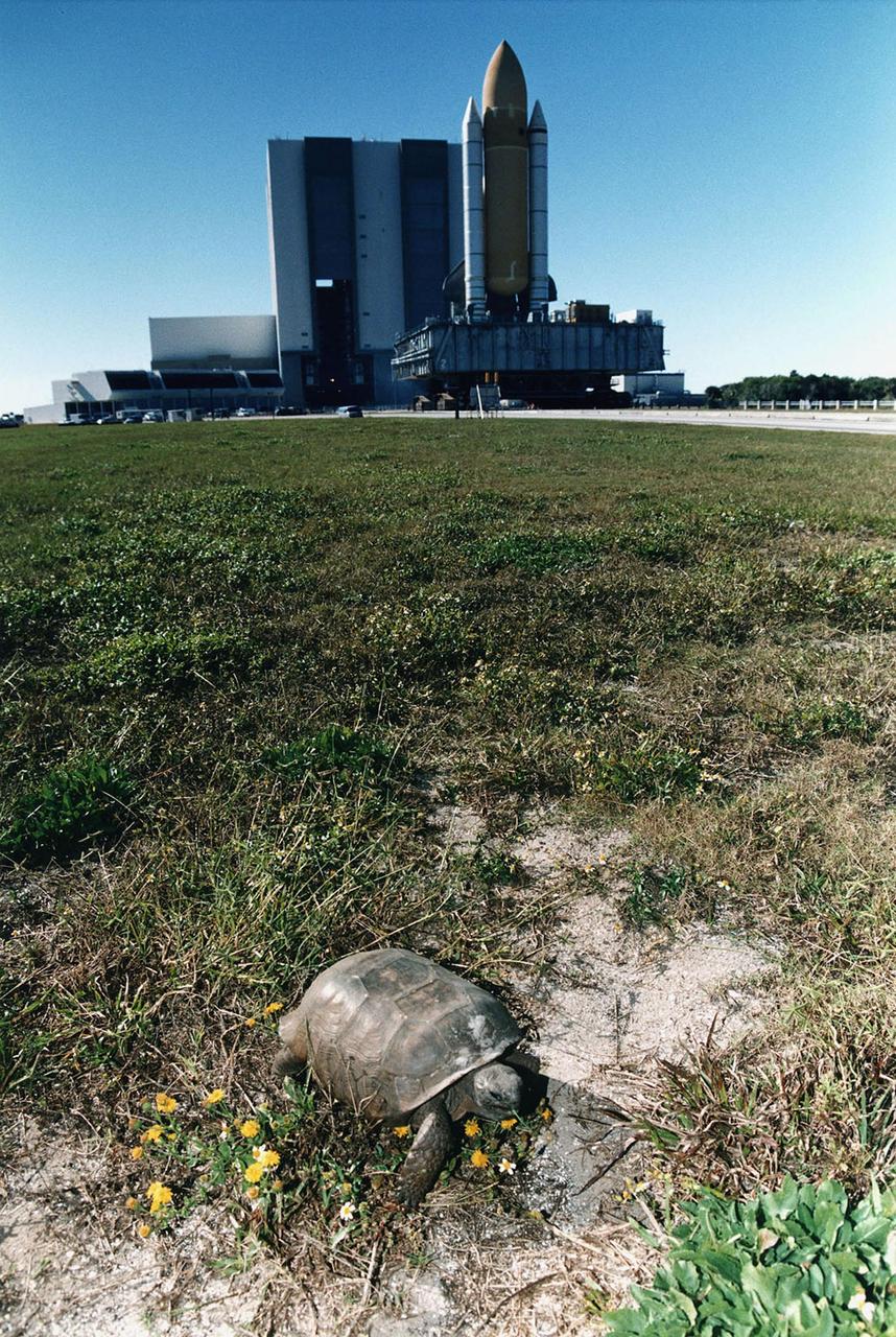 KENNEDY SPACE CENTER, FLA. -- Atlantis and a turtle race out to Pad 39B for mission STS-81