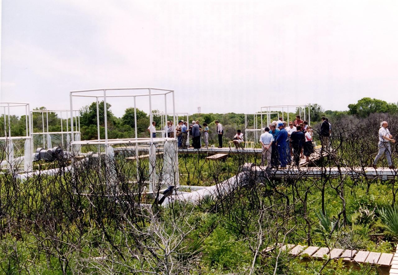 Researchers from the Smithsonian Institution hope their experiment in a local scrub oak community at KSC will yield new insights into the effects of increased carbon dioxide on natural vegetation. The experiment features a four-acre site just north of the Launch Complex 39 area. Increased amoounts of carbon dioxide are piped into 16 open-top chambers that house pristine Florida scrub vegetation, chosen because it is small and woody and fits in the chambers and can be controlled, yet has the attributes of much larger forests. Experts predict a doubling of the carbon dioxide in the Earth's atmosphere during the next century, and the three-year KSC project being conducted by the Smithsonian-led team hopes that by simulating the increase, they can determine how natural ecosystems and vegetation will respond. Also participating in the effort are KSC, academic and international organizations. The study is being funded by a Department of energy grant