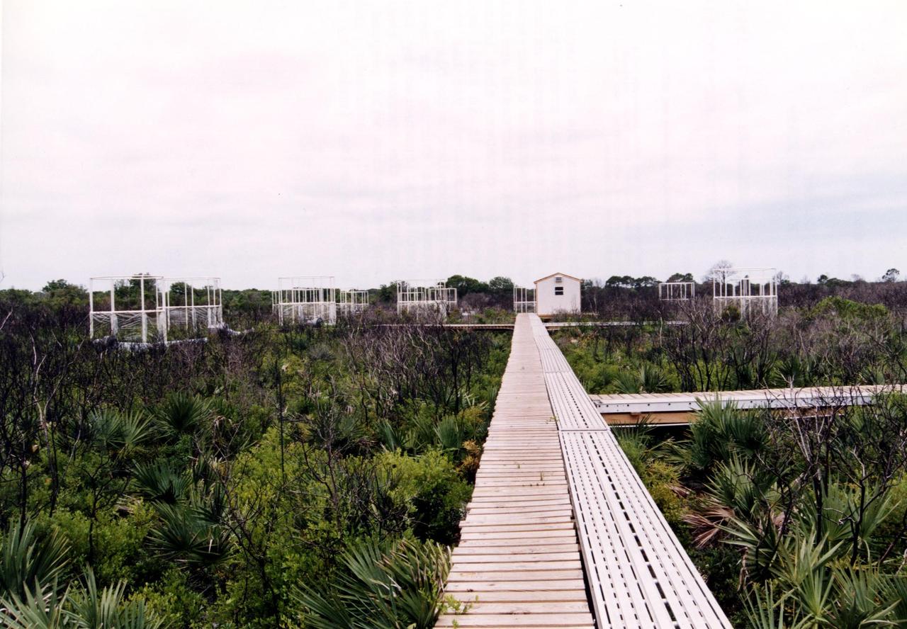 Researchers from the Smithsonian Institution hope their experiment in a local scrub oak community at KSC will yield new insights into the effects of increased carbon dioxide on natural vegetation. The experiment features a four-acre site just north of the Launch Complex 39 area. Increased amoounts of carbon dioxide are piped into 16 open-top chambers that house pristine Florida scrub vegetation, chosen because it is small and woody and fits in the chambers and can be controlled, yet has the attributes of much larger forests. Experts predict a doubling of the carbon dioxide in the Earth's atmosphere during the next century, and the three-year KSC project being conducted by the Smithsonian-led team hopes that by simulating the increase, they can determine how natural ecosystems and vegetation will respond. Also participating in the effort are KSC, academic and international organizations. The study is being funded by a Department of energy grant