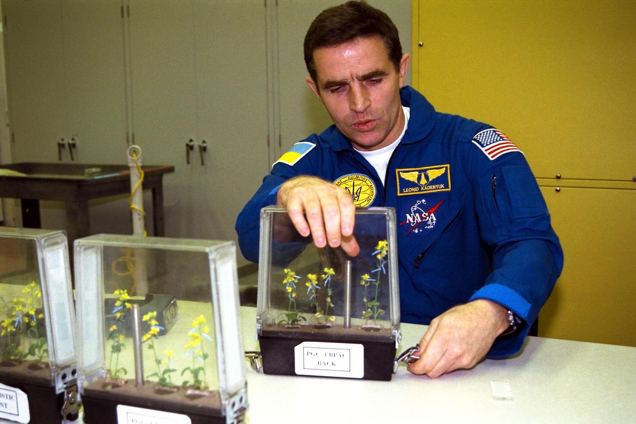 Participating in the Crew Equipment Integration Test (CEIT) at Kennedy Space Center is STS-87 Payload Specialist Leonid Kadenyuk of the National Space Agency of Ukraine (NSAU). Here, Cosmonaut Kadenyuk is inspecting flowers for pollination and fertilization, which will occur as part of the Collaborative Ukrainian Experiment, or CUE, aboard Columbia during its 16-day mission, scheduled to take off from KSC’s Launch Pad 39-B on Nov. 19. The CUE experiment is a collection of 10 plant space biology experiments that will fly in Columbia’s middeck and feature an educational component that involves evaluating the effects of microgravity on the pollinating Brassica rapa seedlings. Students in Ukrainian and American schools will participate in the same experiment on the ground and have several live opportunities to discuss the experiment with Kadenyuk in Space. Kadenyuk of the Ukraine will be flying his first Shuttle mission on STS-87