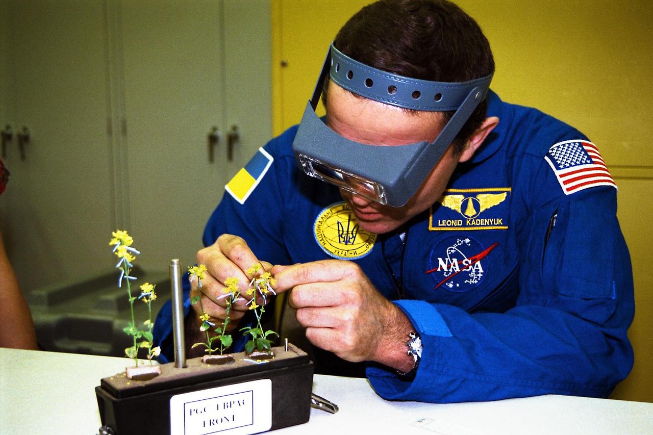 Participating in the Crew Equipment Integration Test (CEIT) at Kennedy Space Center is STS-87 Payload Specialist Leonid Kadenyuk of the National Space Agency of Ukraine (NSAU). Here, Cosmonaut Kadenyuk is inspecting flowers for pollination and fertilization, which will occur as part of the Collaborative Ukrainian Experiment, or CUE, aboard Columbia during its 16-day mission, scheduled to take off from KSC’s Launch Pad 39-B on Nov. 19. The CUE experiment is a collection of 10 plant space biology experiments that will fly in Columbia’s middeck and feature an educational component that involves evaluating the effects of microgravity on the pollinating Brassica rapa seedlings. Students in Ukrainian and American schools will participate in the same experiment on the ground and have several live opportunities to discuss the experiment with Kadenyuk in Space. Kadenyuk of the Ukraine will be flying his first Shuttle mission on STS-87