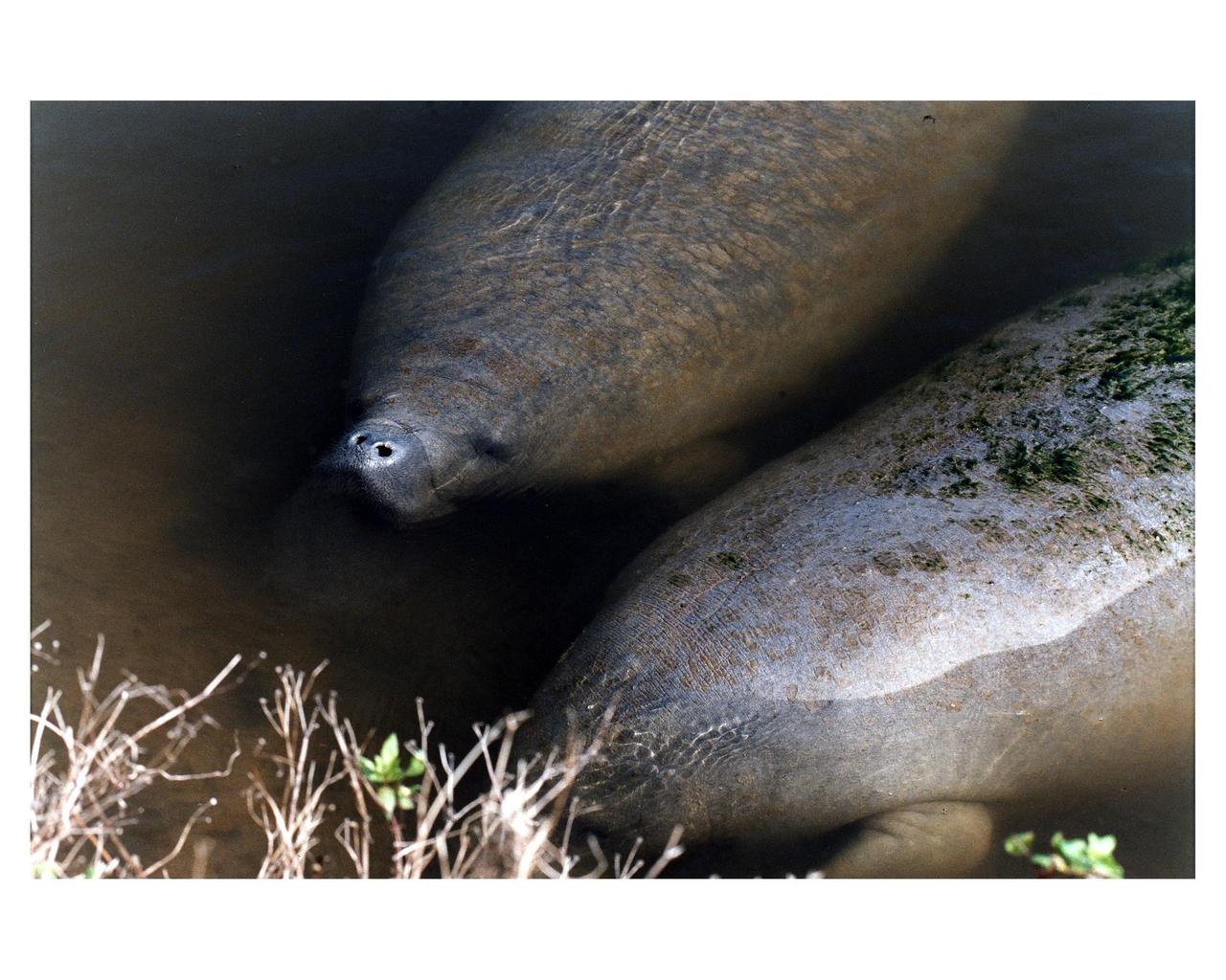 KENNEDY SPACE CENTER, FLA. -- Manatees in the Banana Creek