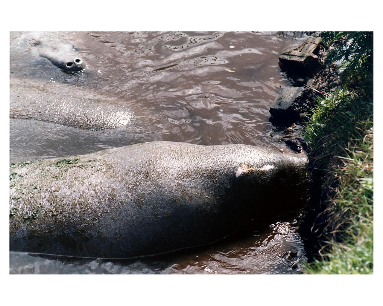 KENNEDY SPACE CENTER, FLA. -- Manatees in the Banana Creek