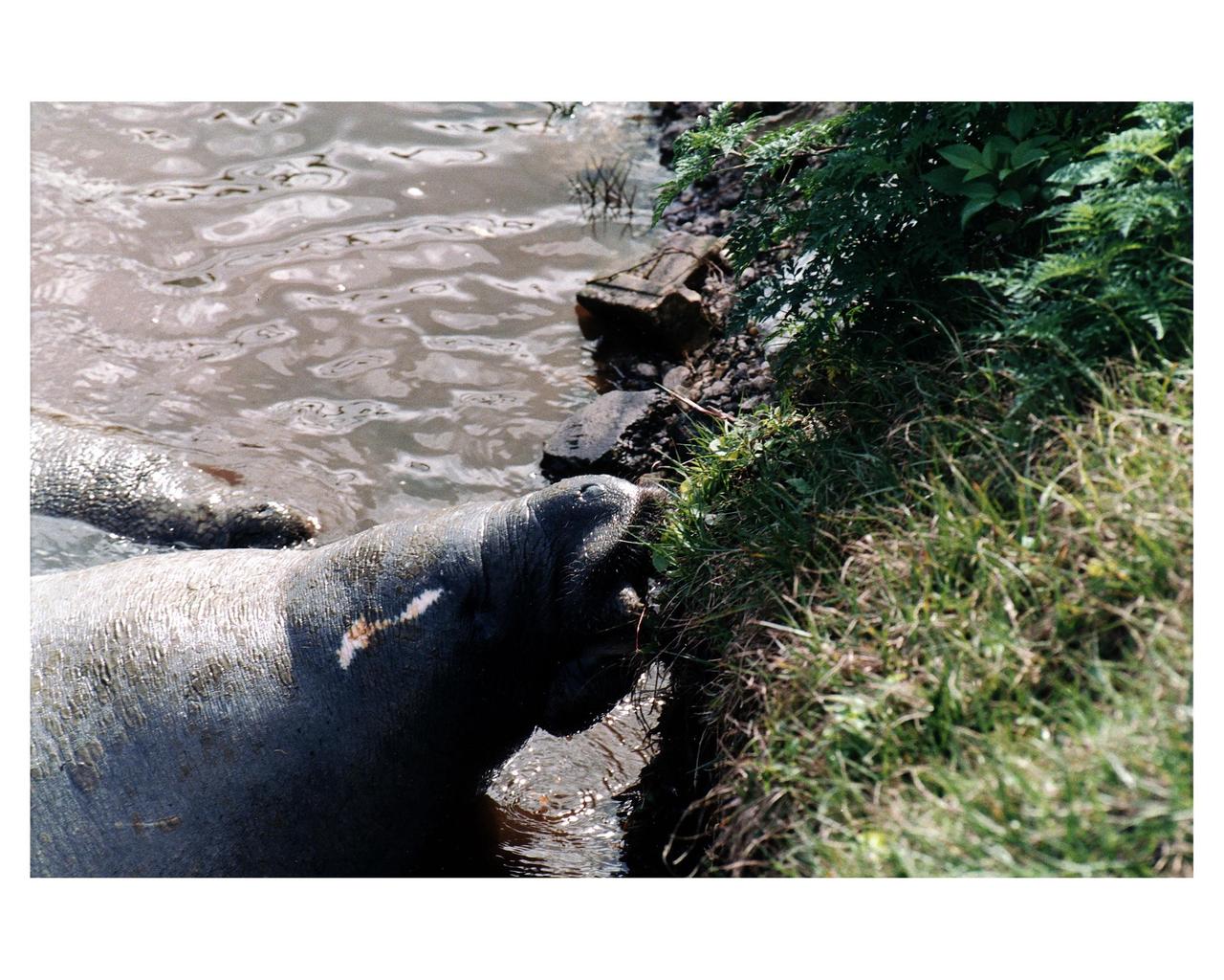 KENNEDY SPACE CENTER, FLA. -- Manatees in the Banana Creek