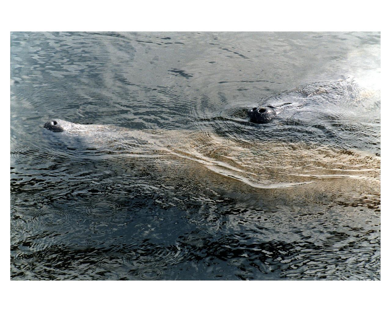 KENNEDY SPACE CENTER, FLA. -- Manatees in the Banana Creek