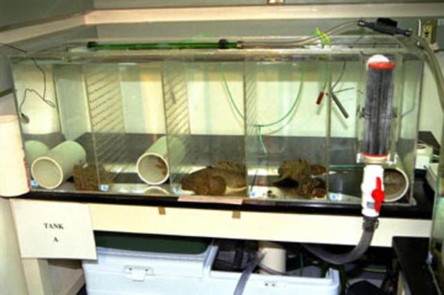 KENNEDY SPACE CENTER, FLA. -- Oyster toadfish (Opsanus tau), like those that are part of the Neurolab payload on Space Shuttle Mission STS-90, are shown in their holding tank in the Space Station Processing Facility. Each fish is between 8 and 14 inches long. Toadfish live in an estuarine environment and are native to areas along the Northeast coast of the United States. Since they are bottom dwellers that live in cracks and crevices, tubes are provided in their tank to give them a place to retreat and hide. Investigations during the Neurolab mission will focus on the effects of microgravity on the nervous system. The toadfish fish is an excellent model for looking at vestibular function because the architecture of its inner and middle ear are similar to those of mammals with respect to the vestibular apparatus. The crew of STS-90, slated for launch April 16 at 2:19 p.m. EDT, includes Commander Richard Searfoss, Pilot Scott Altman, Mission Specialists Richard Linnehan, Dafydd (Dave) Williams, M.D., and Kathryn (Kay) Hire, and Payload Specialists Jay Buckey, M.D., and James Pawelczyk, Ph.D