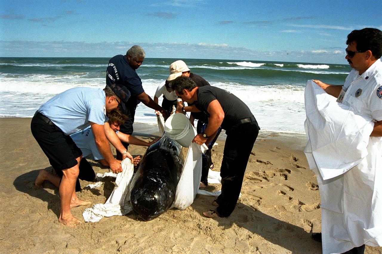 KENNEDY SPACE CENTER, FLA. -- Sea World, Dynamac Life Sciences, and EG&G Protective Services staff tend to a beached whale on the Brevard County shoreline near Kennedy Space Center's Launch Pad 39A. Two pilot whales beached themselves mid-morning on Jan. 20 and were rescued and taken to Marineland near St. Augustine. The two whales, an eight-foot and an 11-foot, bring to six the number of whales being treated at Sea World in Orlando and at Marineland. Nine whales have beached in Brevard County since the beginning of the year