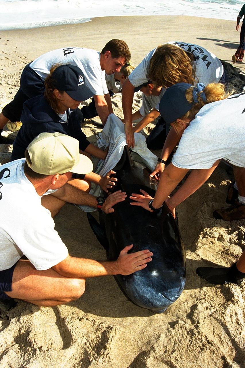 KENNEDY SPACE CENTER, FLA. -- Sea World, Dynamac Life Sciences, and EG&G Protective Services staff tend to a beached whale on the Brevard County shoreline near Kennedy Space Center's Launch Pad 39A. Two pilot whales beached themselves mid-morning on Jan. 20 and were rescued and taken to Marineland near St. Augustine. The two whales, an eight-foot and an 11-foot, bring to six the number of whales being treated at Sea World in Orlando and at Marineland. Nine whales have beached in Brevard County since the beginning of the year.
