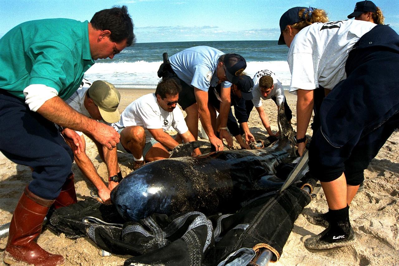 KENNEDY SPACE CENTER, FLA. -- Sea World, Dynamac Life Sciences, and EG&G Protective Services staff tend to a beached whale on the Brevard County shoreline near Kennedy Space Center's Launch Pad 39A. Two pilot whales beached themselves mid-morning on Jan. 20 and were rescued and taken to Marineland near St. Augustine. The two whales, an eight-foot and an 11-foot, bring to six the number of whales being treated at Sea World in Orlando and at Marineland. Nine whales have beached in Brevard County since the beginning of the year.