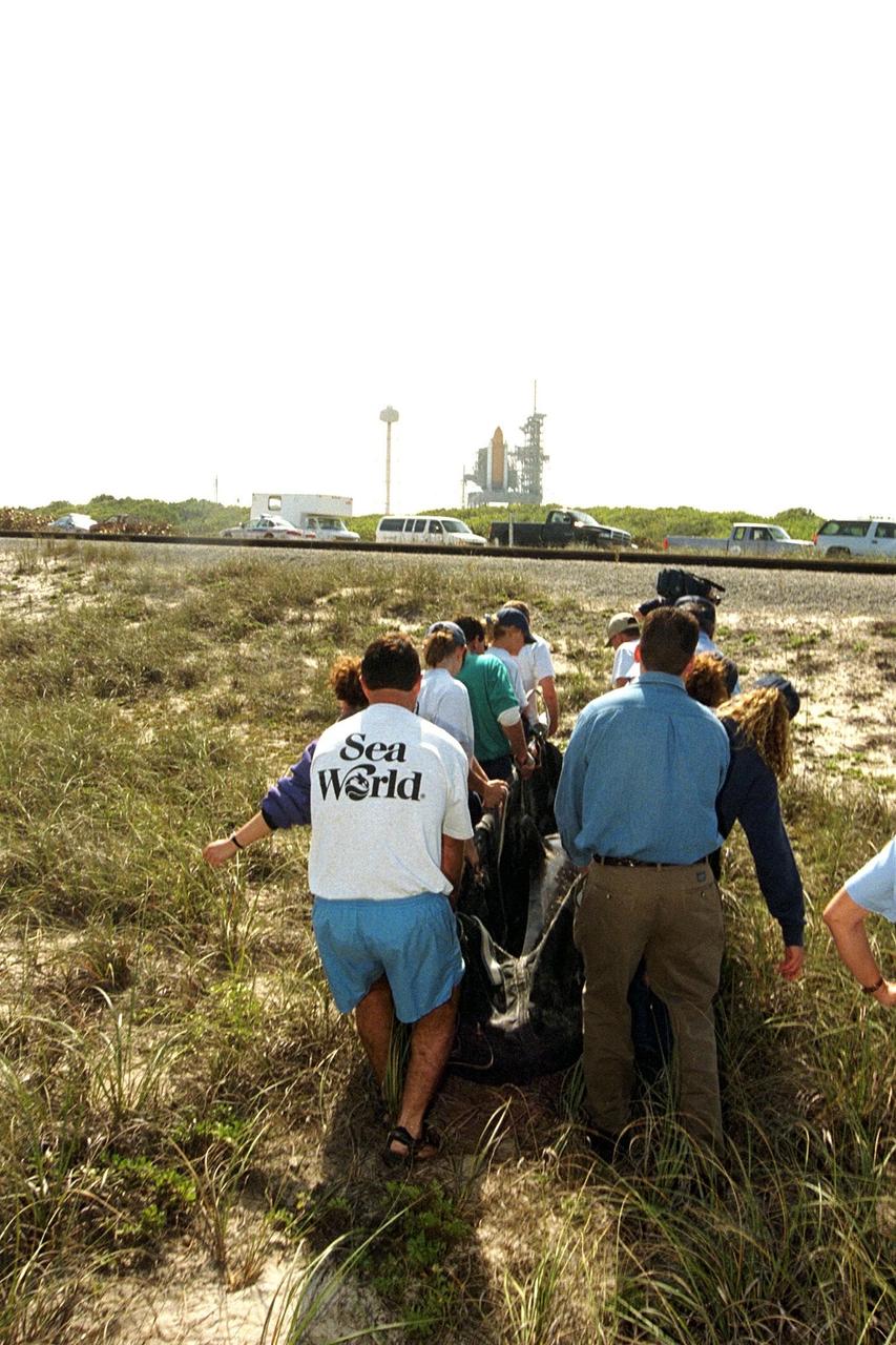 KENNEDY SPACE CENTER, FLA. -- Sea World, Dynamac Life Sciences, and EG&G Protective Services staff tend to a beached whale on the Brevard County shoreline near Kennedy Space Center's Launch Pad 39A. Two pilot whales beached themselves mid-morning on Jan. 20 and were rescued and taken to Marineland near St. Augustine. The two whales, an eight-foot and an 11-foot, bring to six the number of whales being treated at Sea World in Orlando and at Marineland. Nine whales have beached in Brevard County since the beginning of the year.