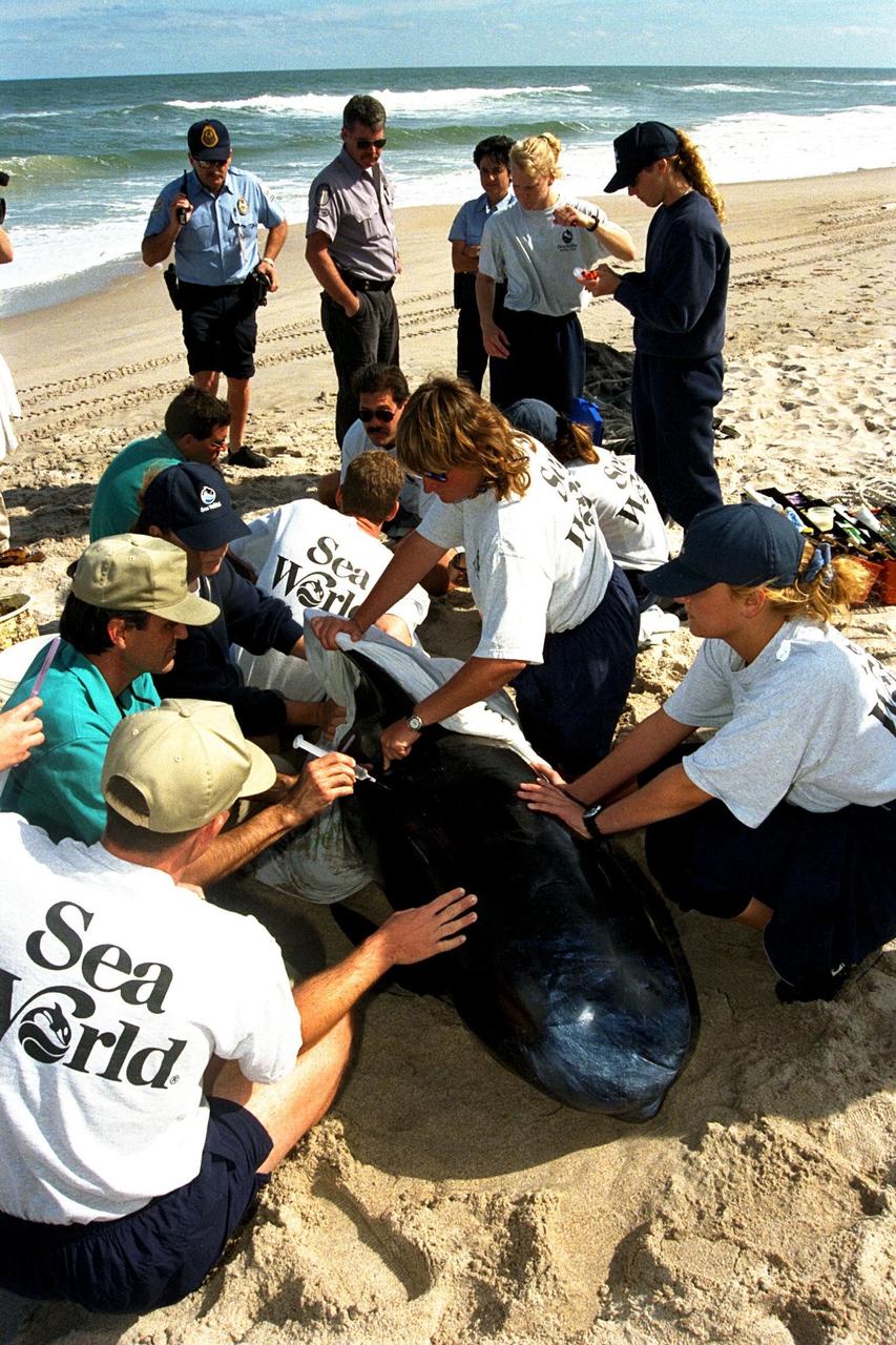KENNEDY SPACE CENTER, FLA. -- Sea World, Dynamac Life Sciences, and EG&G Protective Services staff tend to a beached whale on the Brevard County shoreline near Kennedy Space Center's Launch Pad 39A. Two pilot whales beached themselves mid-morning on Jan. 20 and were rescued and taken to Marineland near St. Augustine. The two whales, an eight-foot and an 11-foot, bring to six the number of whales being treated at Sea World in Orlando and at Marineland. Nine whales have beached in Brevard County since the beginning of the year.