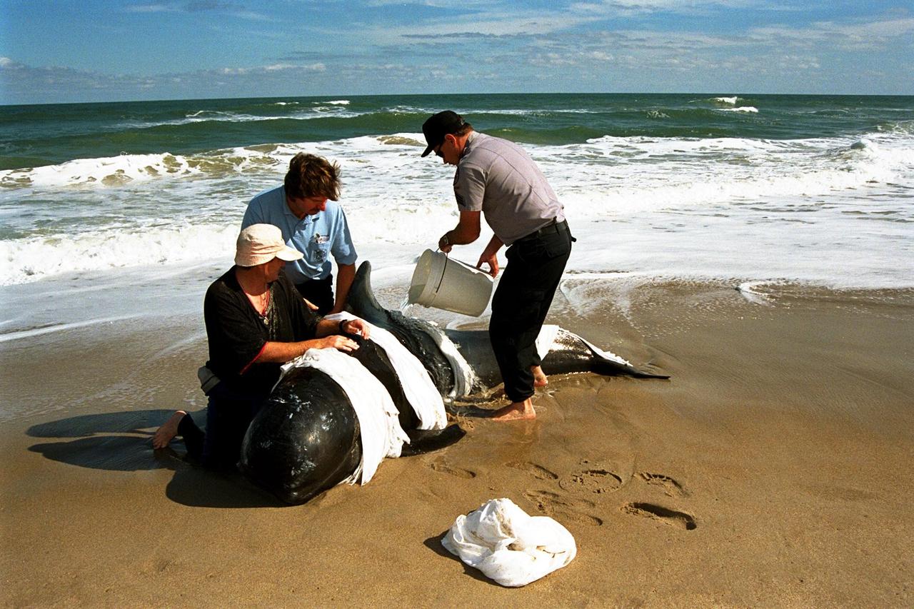 KENNEDY SPACE CENTER, FLA. -- Sea World, Dynamac Life Sciences, and EG&G Protective Services staff tend to a beached whale on the Brevard County shoreline near Kennedy Space Center's Launch Pad 39A. Two pilot whales beached themselves mid-morning on Jan. 20 and were rescued and taken to Marineland near St. Augustine. The two whales, an eight-foot and an 11-foot, bring to six the number of whales being treated at Sea World in Orlando and at Marineland. Nine whales have beached in Brevard County since the beginning of the year.