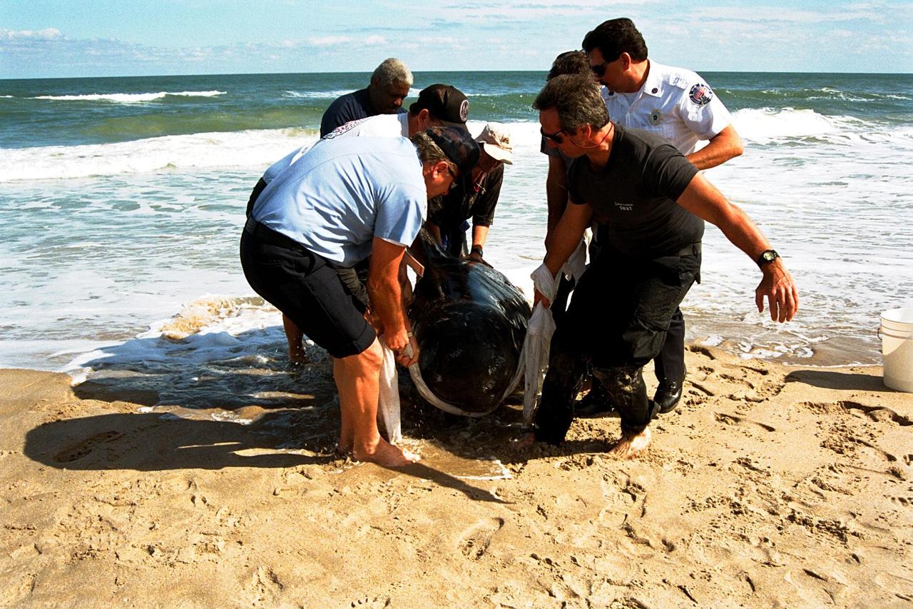 KENNEDY SPACE CENTER, FLA. -- Sea World, Dynamac Life Sciences, and EG&G Protective Services staff tend to a beached whale on the Brevard County shoreline near Kennedy Space Center's Launch Pad 39A. Two pilot whales beached themselves mid-morning on Jan. 20 and were rescued and taken to Marineland near St. Augustine. The two whales, an eight-foot and an 11-foot, bring to six the number of whales being treated at Sea World in Orlando and at Marineland. Nine whales have beached in Brevard County since the beginning of the year.