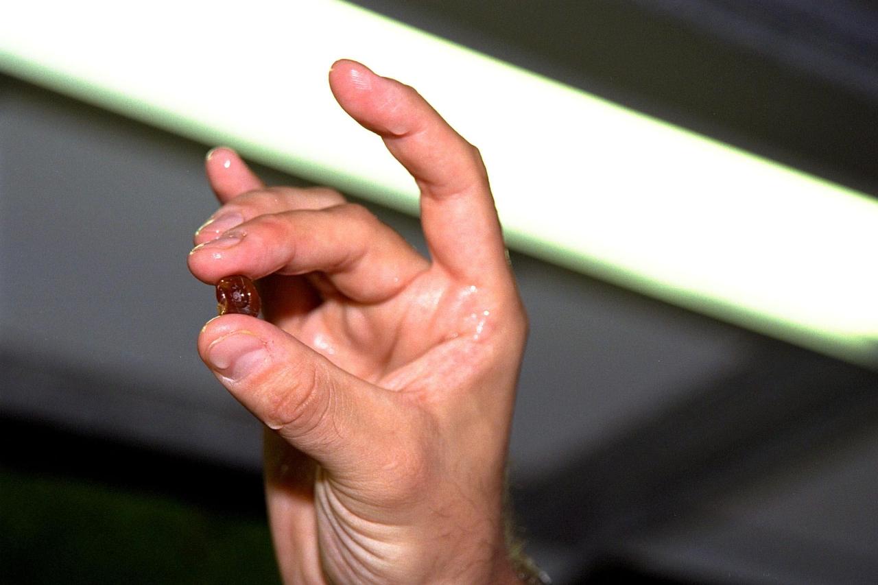 KENNEDY SPACE CENTER, FLA. -- A water snail (Biomphalaria glabrata), like those that are part of the Neurolab payload on Space Shuttle Mission STS-90, is held up for inspection in the Operations and Checkout Building. The snails will fly in the Closed Equilibrated Biological Aquatic System (CEBAS) Minimodule, a middeck locker-sized fresh water habitat, designed to allow the controlled incubation of aquatic species in a self-stabilizing, artifical ecosystem for up to three weeks under space conditions. Investigations during the Neurolab mission will focus on the effects of microgravity on the nervous system. The crew of STS-90, slated for launch April 16 at 2:19 p.m. EDT, includes Commander Richard Searfoss, Pilot Scott Altman, Mission Specialists Richard Linnehan, D.V.M., Dafydd (Dave) Williams, M.D., and Kathryn (Kay) Hire, and Payload Specialists Jay Buckey, M.D., and James Pawelczyk, Ph.D