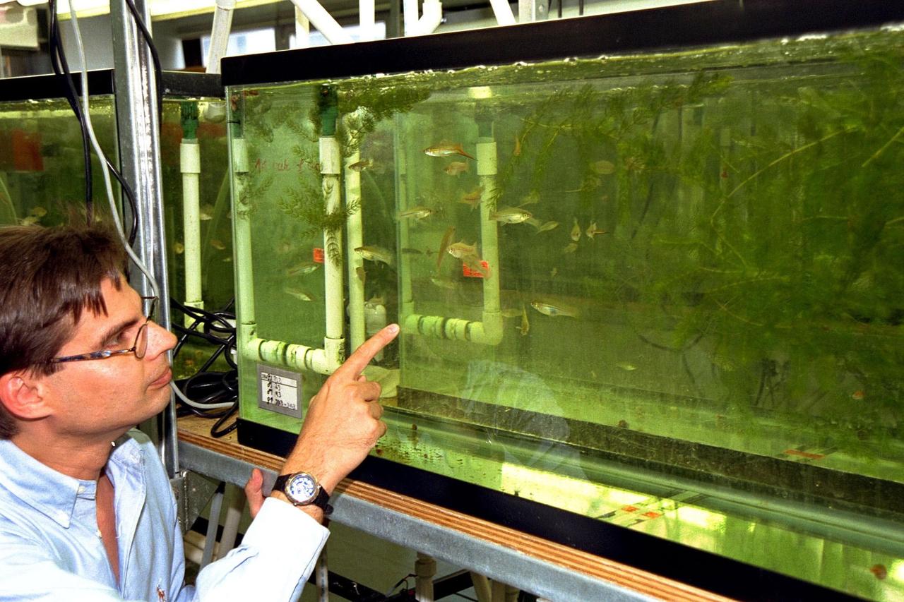 KENNEDY SPACE CENTER, FLA. -- Dr. Dirk Voeste, a scientist with Ruhr-University of Bochum, Germany, examines some swordtail fish (Xiphophorus helleri), like those that are part of the Neurolab payload on Space Shuttle Mission STS-90, in their holding tank in the Operations and Checkout Building. The fish will fly in the Closed Equilibrated Biological Aquatic System (CEBAS) Minimodule, a middeck locker-sized fresh water habitat, designed to allow the controlled incubation of aquatic species in a self-stabilizing, artifical ecosystem for up to three weeks under space conditions. Investigations during the Neurolab mission will focus on the effects of microgravity on the nervous system. The crew of STS-90, slated for launch April 16 at 2:19 p.m. EDT, include Commander Richard Searfoss, Pilot Scott Altman, Mission Specialists Richard Linnehan, D.V.M., Dafydd (Dave) Williams, M.D., and Kathryn (Kay) Hire, and Payload Specialists Jay Buckey, M.D., and James Pawelczyk, Ph.D