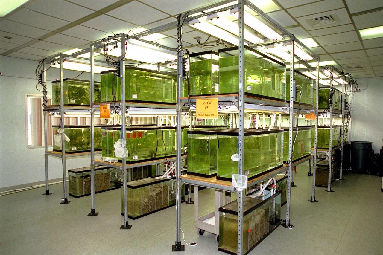 KENNEDY SPACE CENTER, FLA. -- Swordtail fish (Xiphophorus helleri), like those that are part of the Neurolab payload on Space Shuttle Mission STS-90, are shown in their holding tanks in the Operations and Checkout Building. The fish will fly in the Closed Equilibrated Biological Aquatic System (CEBAS) Minimodule, a middeck locker-sized fresh water habitat, designed to allow the controlled incubation of aquatic species in a self-stabilizing, artifical ecosystem for up to three weeks under space conditions. Investigations during the Neurolab mission will focus on the effects of microgravity on the nervous system. The crew of STS-90, slated for launch April 16 at 2:19 p.m. EDT, include Commander Richard Searfoss, Pilot Scott Altman, Mission Specialists Richard Linnehan, D.V.M., Dafydd (Dave) Williams, M.D., and Kathryn (Kay) Hire, and Payload Specialists Jay Buckey, M.D., and James Pawelczyk, Ph.D