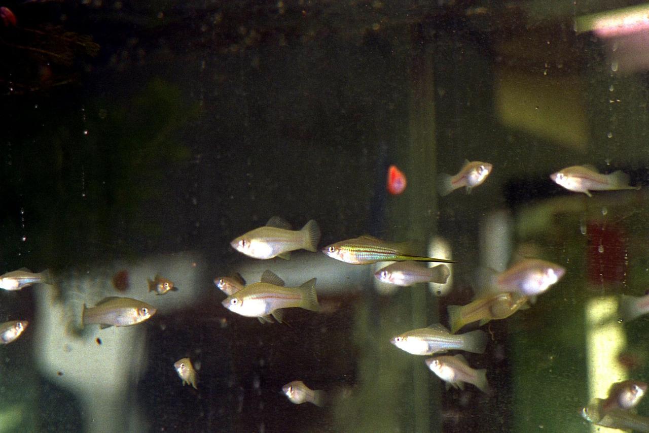 KENNEDY SPACE CENTER, FLA. -- Swordtail fish (Xiphophorus helleri), like those that are part of the Neurolab payload on Space Shuttle Mission STS-90, are shown in their holding tank in the Operations and Checkout Building. The fish will fly in the Closed Equilibrated Biological Aquatic System (CEBAS) Minimodule, a middeck locker-sized fresh water habitat, designed to allow the controlled incubation of aquatic species in a self-stabilizing, artifical ecosystem for up to three weeks under space conditions. Investigations during the Neurolab mission will focus on the effects of microgravity on the nervous system. The crew of STS-90, slated for launch April 16 at 2:19 p.m. EDT, include Commander Richard Searfoss, Pilot Scott Altman, Mission Specialists Richard Linnehan, D.V.M., Dafydd (Dave) Williams, M.D., and Kathryn (Kay) Hire, and Payload Specialists Jay Buckey, M.D., and James Pawelczyk, Ph.D