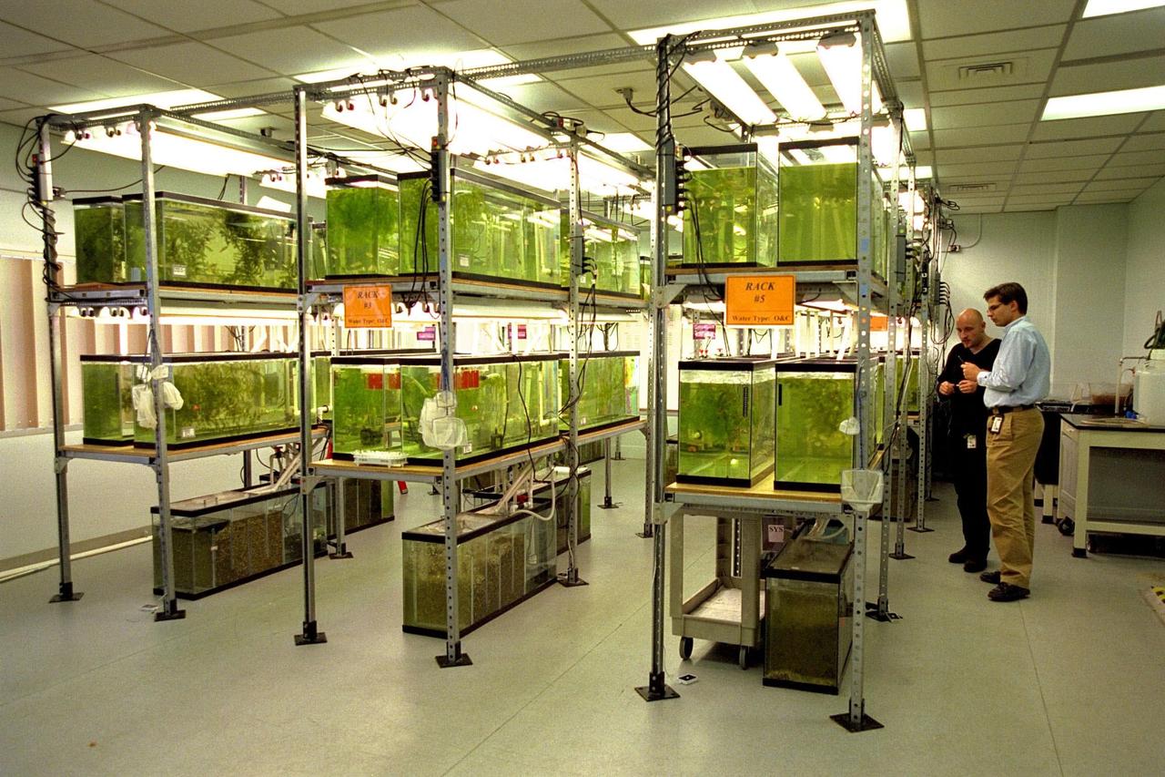 KENNEDY SPACE CENTER, FLA. -- Ingo Ronny Wortmann (left) and Dr. Dirk Voeste, scientists with Ruhr-University of Bochum, Germany, examine swordtail fish (Xiphophorus helleri), like those that are part of the Neurolab payload on Space Shuttle Mission STS-90, in their holding tanks in the Operations and Checkout Building. The fish will fly in the Closed Equilibrated Biological Aquatic System (CEBAS) Minimodule, a middeck locker-sized freshwater habitat, designed to allow the controlled incubation of aquatic species in a self-stabilizing, artifical ecosystem for up to three weeks under space conditions. Investigations during the Neurolab mission will focus on the effects of microgravity on the nervous system. The crew of STS-90, slated for launch April 16 at 2:19 p.m. EDT, include Commander Richard Searfoss, Pilot Scott Altman, Mission Specialists Richard Linnehan, D.V.M., Dafydd (Dave) Williams, M.D., and Kathryn (Kay) Hire, and Payload Specialists Jay Buckey, M.D., and James Pawelczyk, Ph.D