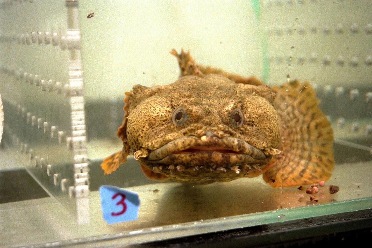 KENNEDY SPACE CENTER, FLA. -- An oyster toadfish (Opsanus tau), like those that are part of the Neurolab payload on Space Shuttle Mission STS-90, is shown in its holding tank in the Space Station Processing Facility. Each fish is between eight and 14 inches long. Toadfish live in an estuarine environment and are native to areas along the Northeast coast of the United States. Investigations during the Neurolab mission will focus on the effects of microgravity on the nervous system. This fish is an excellent model for looking at vestibular function because the architecture of its inner and middle ear are similar to those of mammals with respect to the vestibular apparatus. The crew of STS-90, slated for launch April 16 at 2:19 p.m. EDT, includes Commander Richard Searfoss, Pilot Scott Altman, Mission Specialists Richard Linnehan, Dafydd (Dave) Williams, M.D., and Kathryn (Kay) Hire, and Payload Specialists Jay Buckey, M.D., and James Pawelczyk, Ph.D