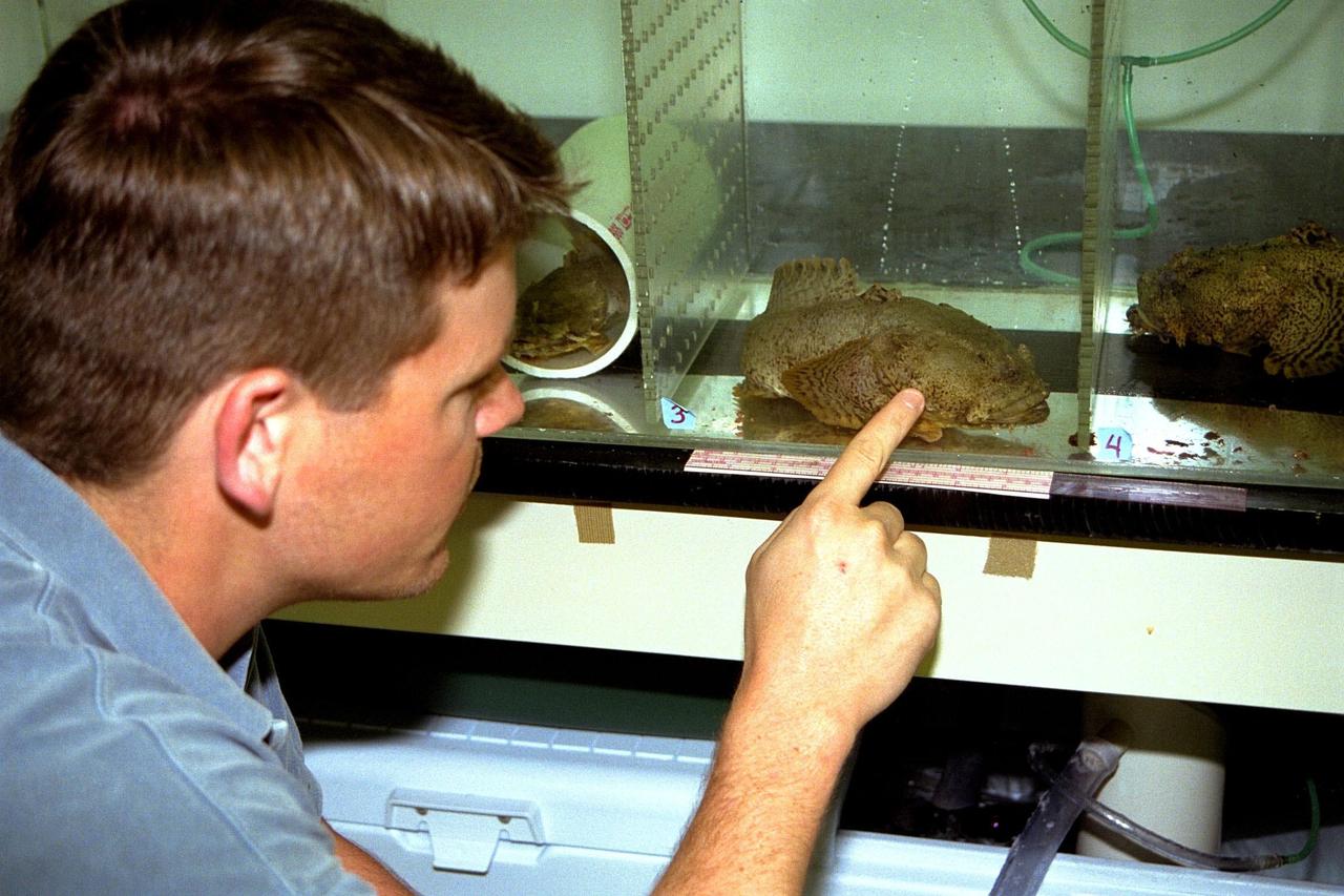 KENNEDY SPACE CENTER, FLA. -- Bill Kroeger, an aquatic technician for the Bionetics Corporation, examines an oyster toadfish (Opsanus tau), like those that are part of the Neurolab payload on Space Shuttle Mission STS-90, in its holding tank in the Space Station Processing Facility. Each fish is between eight and 14 inches long. Toadfish live in an estuarine environment and are native to areas along the Northeast coast of the United States. Investigations during the Neurolab mission will focus on the effects of microgravity on the nervous system. This fish is an excellent model for looking at vestibular function because the architecture of its inner and middle ear are similar to those of mammals with respect to the vestibular apparatus. The crew of STS-90, slated for launch April 16 at 2:19 p.m. EDT, includes Commander Richard Searfoss, Pilot Scott Altman, Mission Specialists Richard Linnehan, Dafydd (Dave) Williams, M.D., and Kathryn (Kay) Hire, and Payload Specialists Jay Buckey, M.D., and James Pawelczyk, Ph.D