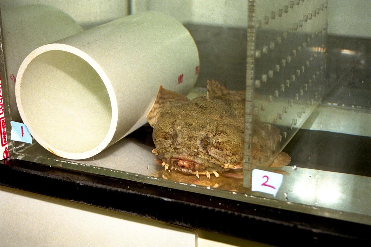 KENNEDY SPACE CENTER, FLA. -- An oyster toadfish (Opsanus tau), like those that are part of the Neurolab payload on Space Shuttle Mission STS-90, is shown in its holding tank in the Space Station Processing Facility. Each fish is between eight and 14 inches long. Toadfish live in an estuarine environment and are native to areas along the Northeast coast of the United States. Since they are bottom dwellers that live in cracks and crevices, a tube is provided in its tank to give it a place to retreat and hide. Investigations during the Neurolab mission will focus on the effects of microgravity on the nervous system. This fish is an excellent model for looking at vestibular function because the architecture of its inner and middle ear are similar to those of mammals with respect to the vestibular apparatus. The crew of STS-90, slated for launch April 16 at 2:19 p.m. EDT, includes Commander Richard Searfoss, Pilot Scott Altman, Mission Specialists Richard Linnehan, Dafydd (Dave) Williams, M.D., and Kathryn (Kay) Hire, and Payload Specialists Jay Buckey, M.D., and James Pawelczyk, Ph.D