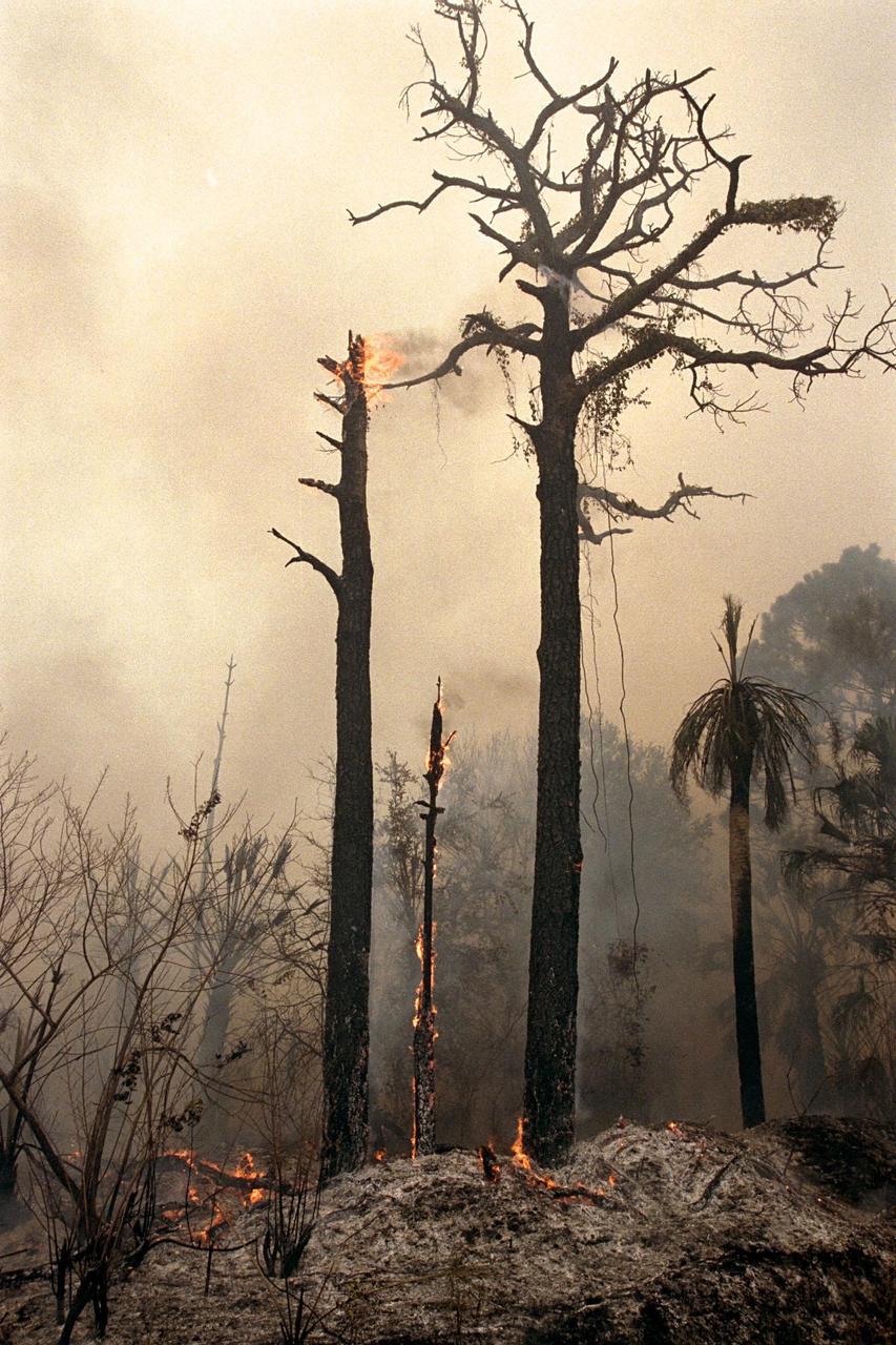 KENNEDY SPACE CENTER, FLA. --  Charred trees and brush in a wooded section of Kennedy Space Center still burn Monday, June 22, after lightning touched off three different fires Sunday evening in and around Kennedy Space Center at Tel IV, Ransom Road and Pine Island Road. This area is part of the Merritt Island National Wildlife Refuge operated by the U.S. Fish and Wildlife Service. The fires were a short distance from operational facilities at the space center and forced the closing of Florida State Route 3. The fires are being contained by firefighters from Kennedy Space Center and the U.S. Fish and Wildlife Service