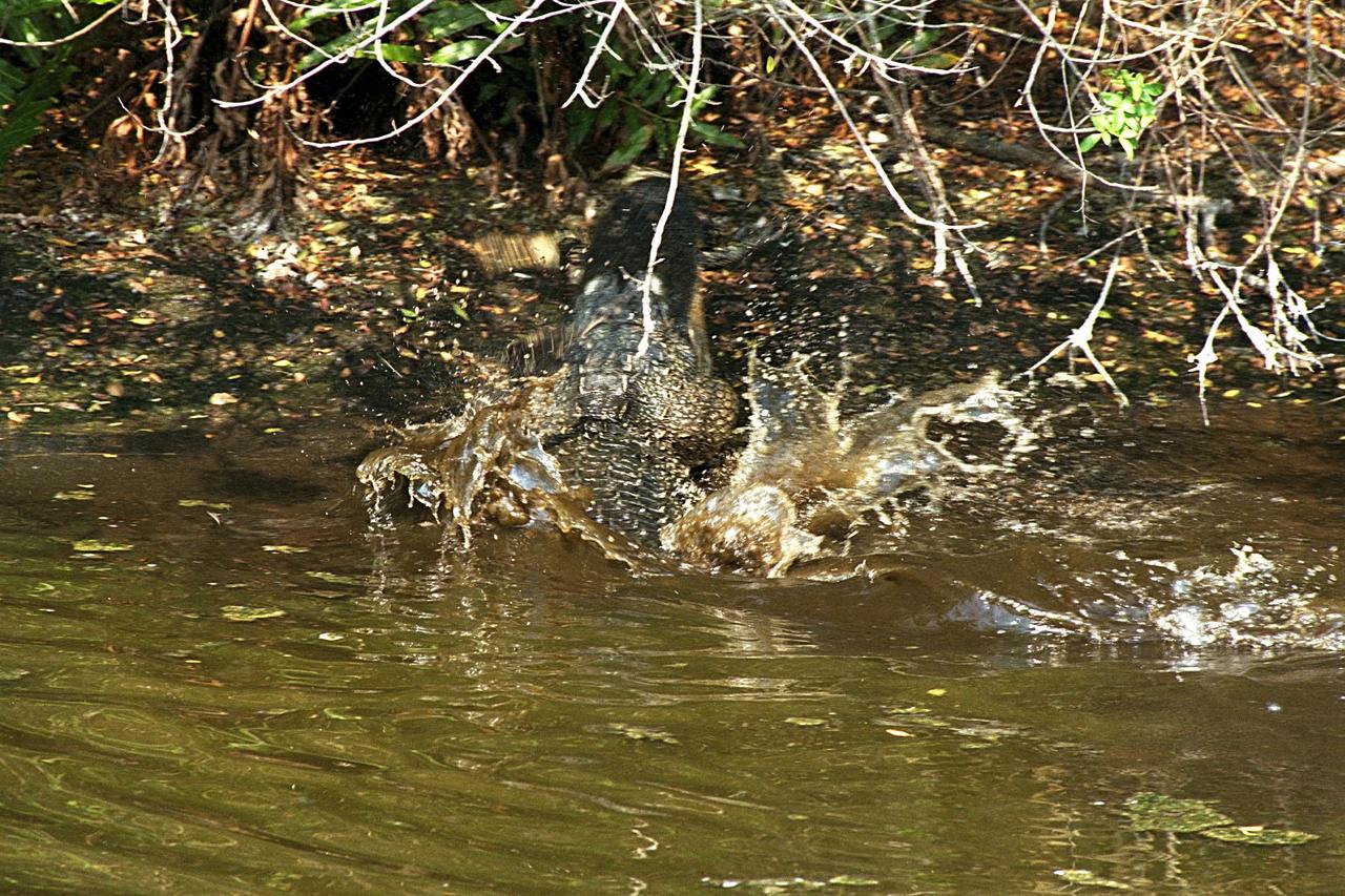 KENNEDY SPACE CENTER, FLA. -- A large alligator attacks and eats a smaller one in a natural display of cannibalism. Although this event has been observed infrequently by Kennedy Space Center's staff photographers, it is common feeding behavior among the wild alligator population on the space center. Alligators are carnivorous and will eat any living thing that crosses their paths and is small enough for them to kill. For this reason, it is dangerous to feed wild alligators, and in Florida, it is also illegal. The Merritt Island National Wildlife Refuge, which is operated by the U.S. Fish and Wildlife Service, is located on Kennedy Space Center property.