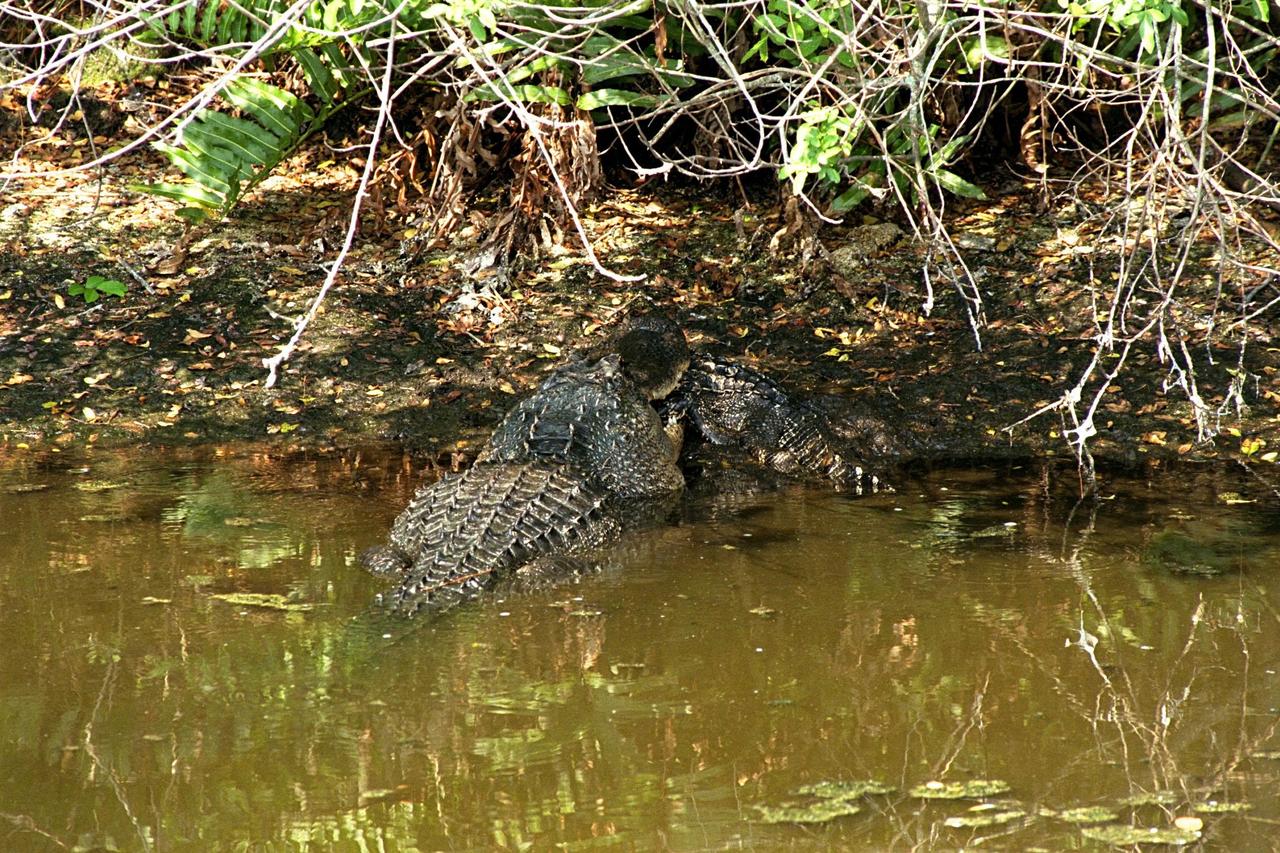 KENNEDY SPACE CENTER, FLA. -- A large alligator attacks and eats a smaller one in a natural display of cannibalism. Although this event has been observed infrequently by Kennedy Space Center's staff photographers, it is common feeding behavior among the wild alligator population on the space center. Alligators are carnivorous and will eat any living thing that crosses their paths and is small enough for them to kill. For this reason, it is dangerous to feed wild alligators, and in Florida, it is also illegal. The Merritt Island National Wildlife Refuge, which is operated by the U.S. Fish and Wildlife Service, is located on Kennedy Space Center property.
