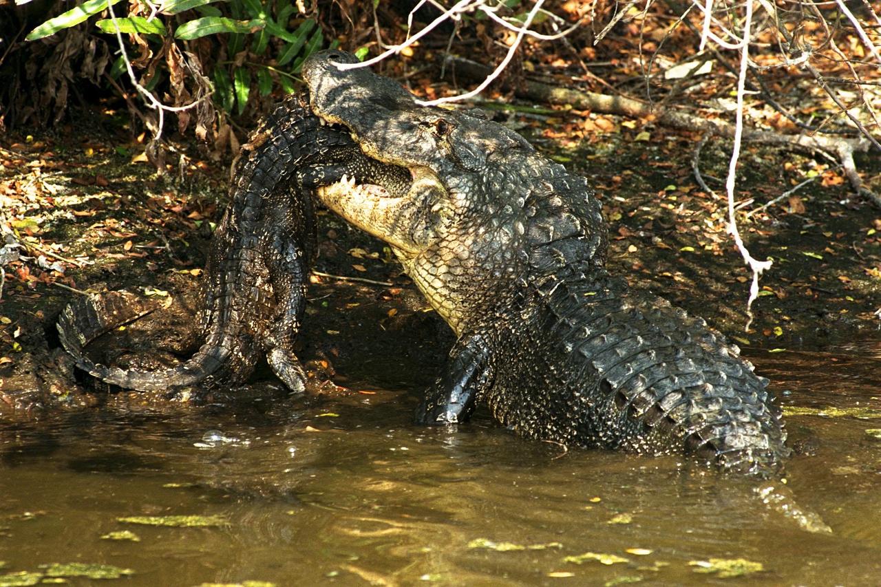 KENNEDY SPACE CENTER, FLA. -- A large alligator attacks and eats a smaller one in a natural display of cannibalism. Although this event has been observed infrequently by Kennedy Space Center's staff photographers, it is common feeding behavior among the wild alligator population on the space center. Alligators are carnivorous and will eat any living thing that crosses their paths and is small enough for them to kill. For this reason, it is dangerous to feed wild alligators, and in Florida, it is also illegal. The Merritt Island National Wildlife Refuge, which is operated by the U.S. Fish and Wildlife Service, is located on Kennedy Space Center property.