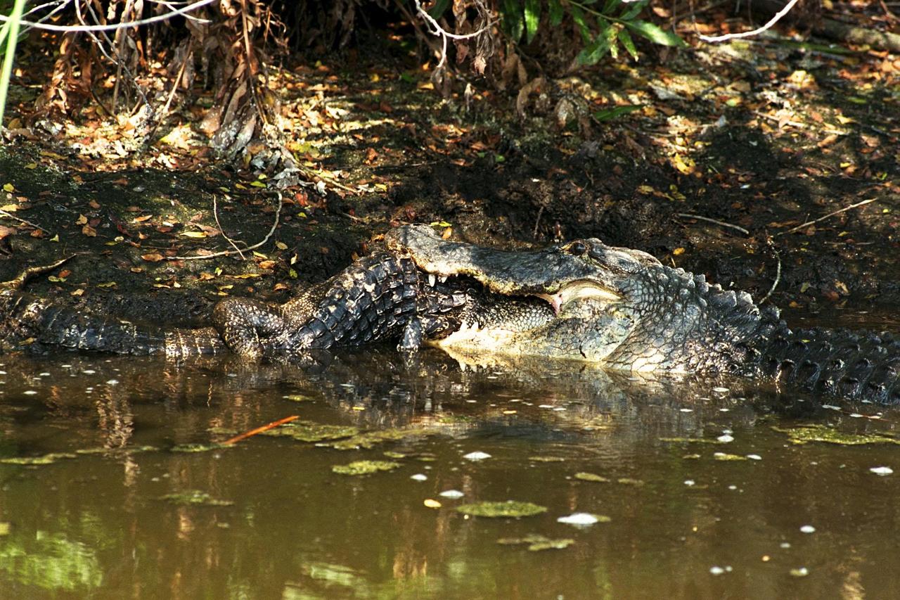 KENNEDY SPACE CENTER, FLA. -- A large alligator attacks and eats a smaller one in a natural display of cannibalism. Although this event has been observed infrequently by Kennedy Space Center's staff photographers, it is common feeding behavior among the wild alligator population on the space center. Alligators are carnivorous and will eat any living thing that crosses their paths and is small enough for them to kill. For this reason, it is dangerous to feed wild alligators, and in Florida, it is also illegal. The Merritt Island National Wildlife Refuge, which is operated by the U.S. Fish and Wildlife Service, is located on Kennedy Space Center property.