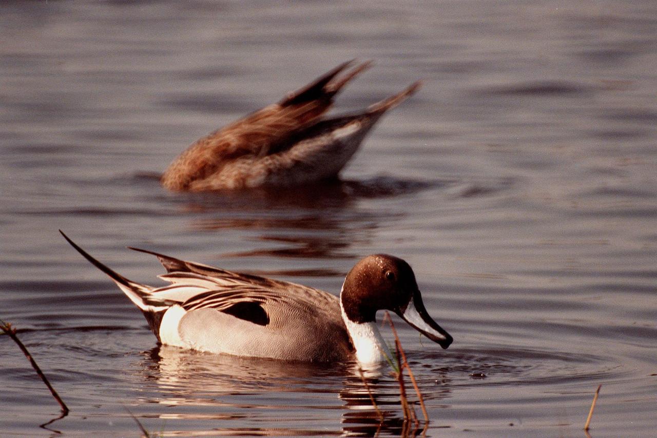 KENNEDY SPACE CENTER, FLA. -- A male pintail duck (foreground) paddles in the waters of the Merritt Island National Wildlife Refuge at Kennedy Space Center while a female behind him bobs for food. The pintails can be found in the marshes, prairie ponds and tundra of Alaska, Greenland and north and western United States; in the winter they range south and east to Central America and the West Indies, sometimes in salt marshes such as the refuge offers. The open water of the refuge provides wintering areas for 23 species of migratory waterfowl, as well as a year-round home for great blue herons, great egrets, wood storks, cormorants, brown pelicans and other species of marsh and shore birds. The 92,000-acre refuge is also habitat for more than 310 species of birds, 25 mammals, 117 fishes and 65 amphibians and reptiles