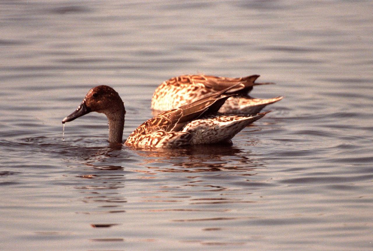 KENNEDY SPACE CENTER, FLA. -- Two female pintail ducks search for food in the winter waters of the Merritt Island National Wildlife Refuge at Kennedy Space Center. The pintails can be found in the marshes, prairie ponds and tundra of Alaska, Greenland and north and western United States; in the winter they range south and east to Central America and the West Indies, sometimes in salt marshes such as the refuge offers. The open water of the refuge provides wintering areas for 23 species of migratory waterfowl, as well as a year-round home for great blue herons, great egrets, wood storks, cormorants, brown pelicans and other species of marsh and shore birds. The 92,000-acre refuge is also habitat for more than 310 species of birds, 25 mammals, 117 fishes and 65 amphibians and reptiles