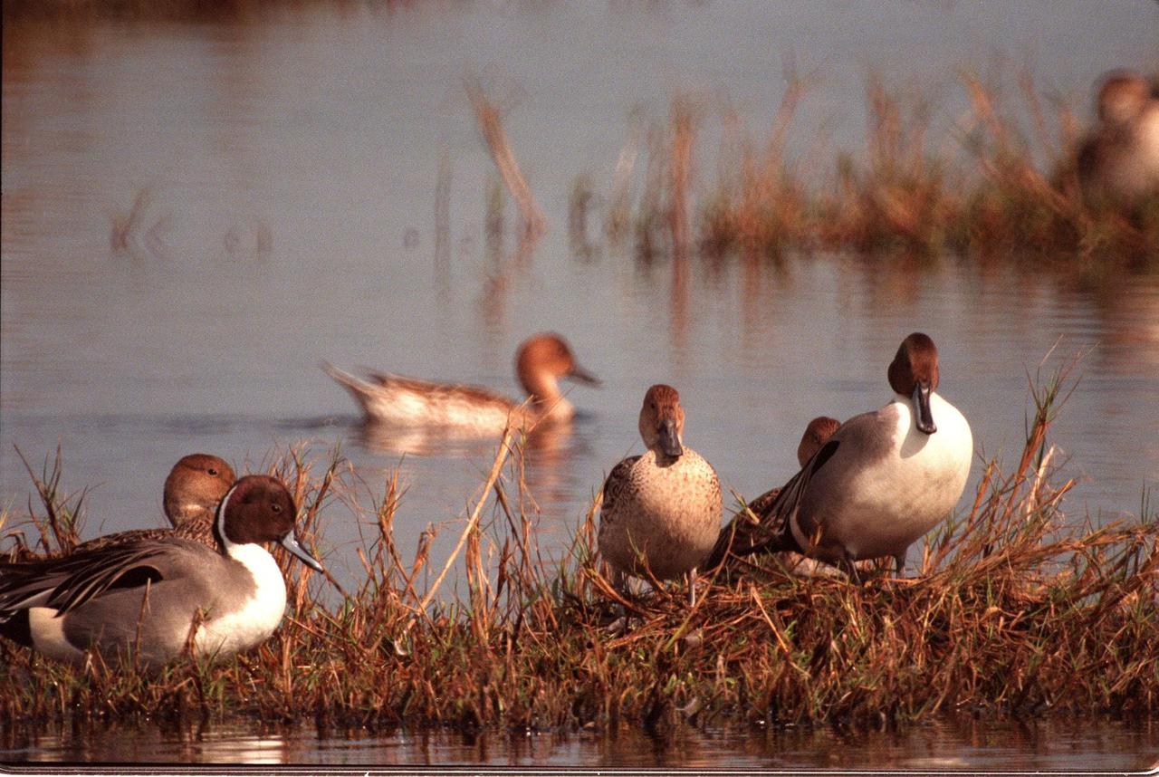 KENNEDY SPACE CENTER, FLA. -- Male (foreground) and female pintail ducks climb onto a grassy spot in the waters of the Merritt Island National Wildlife Refuge at Kennedy Space Center. The pintails can be found in the marshes, prairie ponds and tundra of Alaska, Greenland and north and western United States; in the winter they range south and east to Central America and the West Indies, sometimes in salt marshes such as the refuge offers. The open water of the refuge provides wintering areas for 23 species of migratory waterfowl, as well as a year-round home for great blue herons, great egrets, wood storks, cormorants, brown pelicans and other species of marsh and shore birds. The 92,000-acre refuge is also habitat for more than 310 species of birds, 25 mammals, 117 fishes and 65 amphibians and reptiles