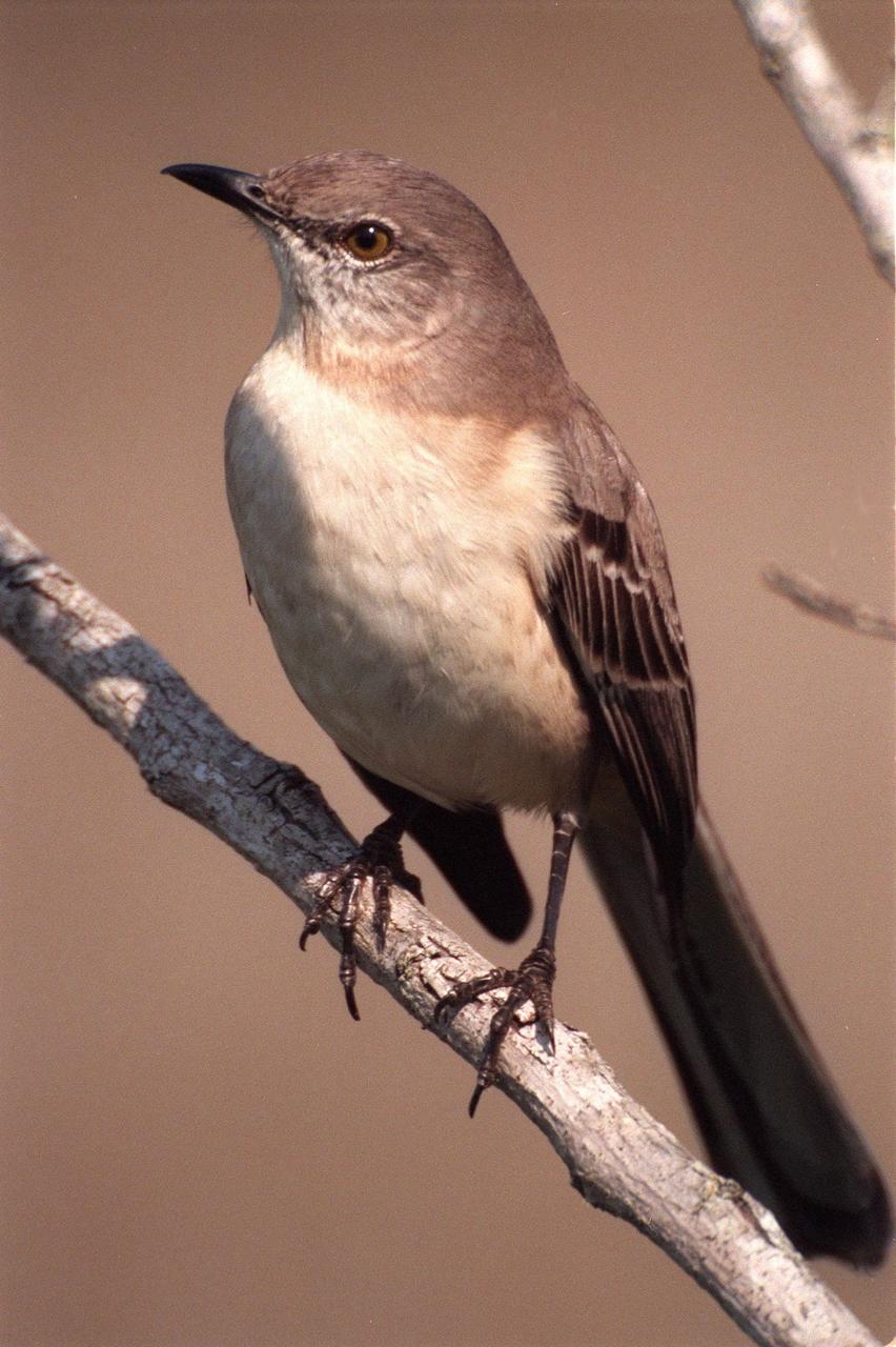 KENNEDY SPACE CENTER, FLA. -- A mockingbird perches on a limb in the Merritt Island National Wildlife Refuge at Kennedy Space Center. The birds range from southern Canada south to the Caribbean and winter in the southern part of the range. Mockingbirds are very vocal, often imitating the sounds of other birds. Besides providing a winter home for the mockingbird, the refuge provides wintering areas for 23 species of migratory waterfowl, as well as a year-round home for great blue herons, great egrets, wood storks, cormorants, brown pelicans and other species of marsh and shore birds. The 92,000-acre refuge is also habitat for more than 310 species of birds, 25 mammals, 117 fishes and 65 amphibians and reptiles