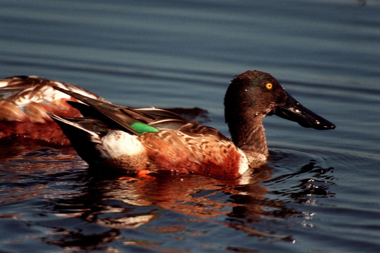 KENNEDY SPACE CENTER, FLA. -- The broad, distinctive bill is a primary feature of this northern shoveler, paddling in the waters of the Merritt Island National Wildlife Refuge at Kennedy Space Center. Typically found in western Canada, Alaska, Colorado and Southern California, it can also be found farther east and south, wintering in the United States along the southeast coast. The marshes and open water of the refuge provide wintering areas for 23 species of migratory waterfowl, as well as a year-round home for great blue herons, great egrets, wood storks, cormorants, brown pelicans and other species of marsh and shore birds. The 92,000-acre refuge is also habitat for more than 310 species of birds, 25 mammals, 117 fishes and 65 amphibians and reptiles