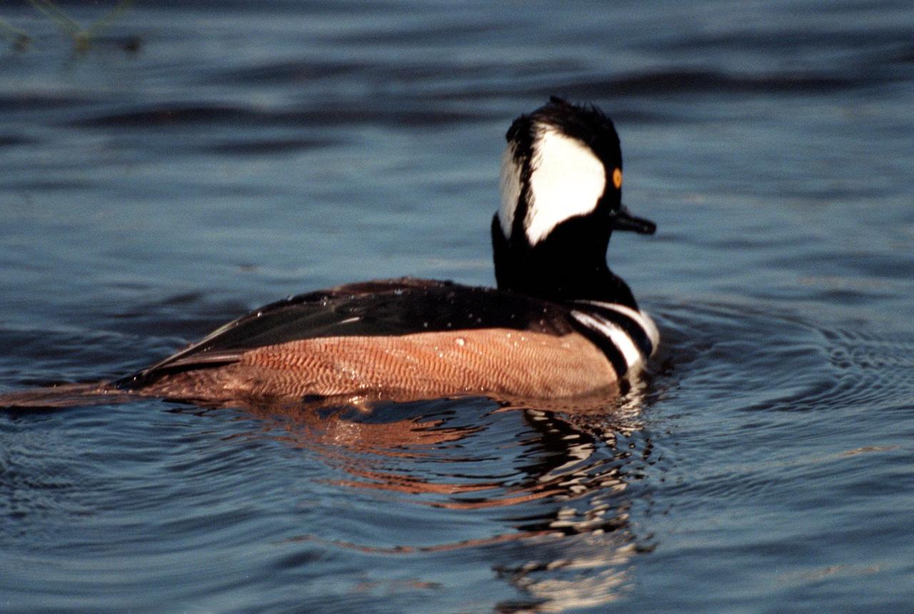 KENNEDY SPACE CENTER, FLA. -- The distinctive fan-shaped, black-bordered crest and striped breast identify this hooded merganser, swimming in the waters of the Merritt Island National Wildlife Refuge at Kennedy Space Center. Usually found from Alaska and Canada south to Nebraska, Oregon and Tennessee, hooded mergansers winter south to Mexico and the Gulf Coast, including KSC. The open water of the refuge provides wintering areas for 23 species of migratory waterfowl, as well as a year-round home for great blue herons, great egrets, wood storks, cormorants, brown pelicans and other species of marsh and shore birds. The 92,000-acre refuge is also habitat for more than 310 species of birds, 25 mammals, 117 fishes and 65 amphibians and reptiles