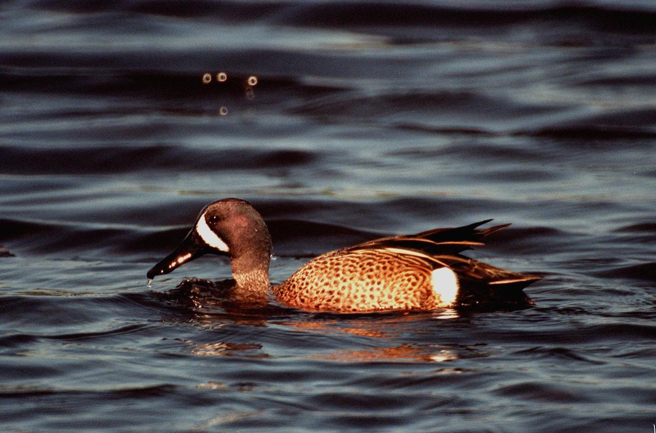 KENNEDY SPACE CENTER, FLA. -- This male blue-winged teal is one of 23 species of migratory waterfowl that winter in the waters of the Merritt Island National Wildlife Refuge at Kennedy Space Center. The male is usually identified with pale blue shoulder patches and a white crescent in front of its eye. The blue-winged teal's normal range is from Canada to North Carolina, the Gulf Coast and southern California, preferring marshes, shallow ponds and lakes. It winters as far as northern South America. The refuge provides wintering areas for 23 species of migratory waterfowl, as well as a year-round home for great blue herons, great egrets, wood storks, cormorants, brown pelicans and other species of marsh and shore birds. The 92,000-acre refuge is also habitat for more than 310 species of birds, 25 mammals, 117 fishes and 65 amphibians and reptiles