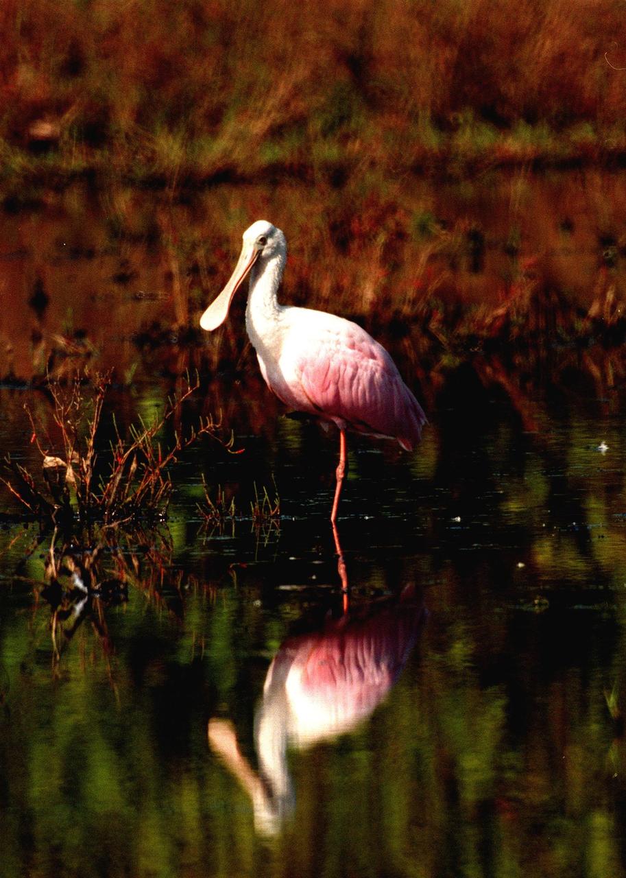 KENNEDY SPACE CENTER, FLA. -- Balancing on one leg, a roseate spoonbill is reflected in the waters of the Merritt Island National Wildlife Refuge at Kennedy Space Center. The birds, named for their brilliant pink color and paddle-shaped bill, feed in shallow water by swinging their bill back and forth, scooping up small fish and crustaceans. They typically inhabit mangroves on the coasts of southern Florida, Louisiana and Texas. The refuge provides wintering areas for 23 species of migratory waterfowl, as well as a year-round home for great blue herons, great egrets, wood storks, cormorants, brown pelicans and other species of marsh and shore birds. The 92,000-acre refuge is also habitat for more than 310 species of birds, 25 mammals, 117 fishes and 65 amphibians and reptiles