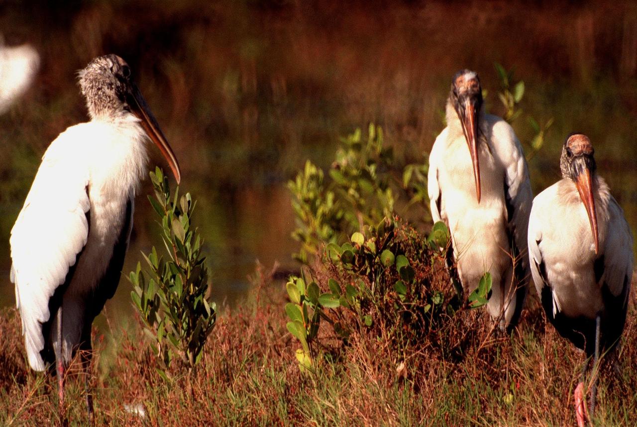 KENNEDY SPACE CENTER, FLA. -- These wood storks stand in grassy patches near the waters of the Merritt Island National Wildlife Refuge at Kennedy Space Center. Known as "flint heads" and "gourd heads" because of their naked crowns, the wood stork is found throughout Florida and occasionally South Carolina and Texas, breeding in cypress and mangrove swamps. The refuge is a year-round home for wood storks, plus great blue herons, great egrets, cormorants, brown pelicans and other species of marsh and shore birds, as well as a wintering area for 23 species of migratory waterfowl. The 92,000-acre refuge is also habitat for more than 310 species of birds, 25 mammals, 117 fishes and 65 amphibians and reptiles