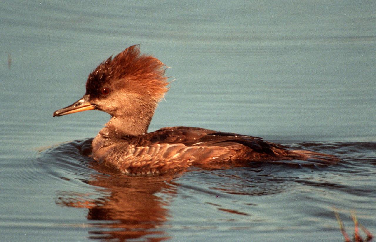 KENNEDY SPACE CENTER, FLA. -- A female hooded merganser swims solo in the waters of the Merritt Island National Wildlife Refuge at Kennedy Space Center. The male is distinguished by a fan-shaped, black-bordered crest and striped breast. Usually found from Alaska and Canada south to Nebraska, Oregon and Tennessee, hooded mergansers winter south to Mexico and the Gulf Coast, including KSC. The open water of the refuge provides wintering areas for 23 species of migratory waterfowl, as well as a year-round home for great blue herons, great egrets, wood storks, cormorants, brown pelicans and other species of marsh and shore birds. The 92,000-acre refuge is also habitat for more than 310 species of birds, 25 mammals, 117 fishes and 65 amphibians and reptiles