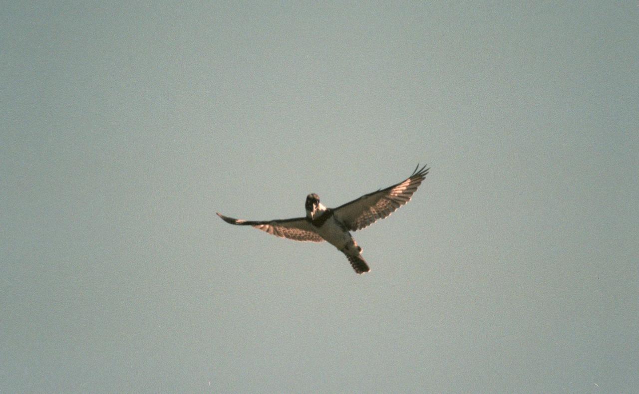 KENNEDY SPACE CENTER, FLA. -- A belted kingfisher soars over the Merritt Island National Wildlife Refuge, which shares a boundary with Kennedy Space Center. The pigeon-sized, blue-gray male is identified by the blue-gray breast band; females show a chestnut belly band. The belted kingfisher ranges throughout the United States and Canada, wintering south to Panama and the West Indies. They dive into the water for fish and may also take crabs, crayfish, salamanders, lizards, mice and insects. The 92,000-acre refuge is a habitat for more than 310 species of birds, 25 mammals, 117 fishes and 65 amphibians and reptiles. The marshes and open water of the refuge also provide wintering areas for 23 species of migratory waterfowl, as well as a year-round home for great blue herons, great egrets, wood storks, cormorants, brown pelicans and other species of marsh and shore birds