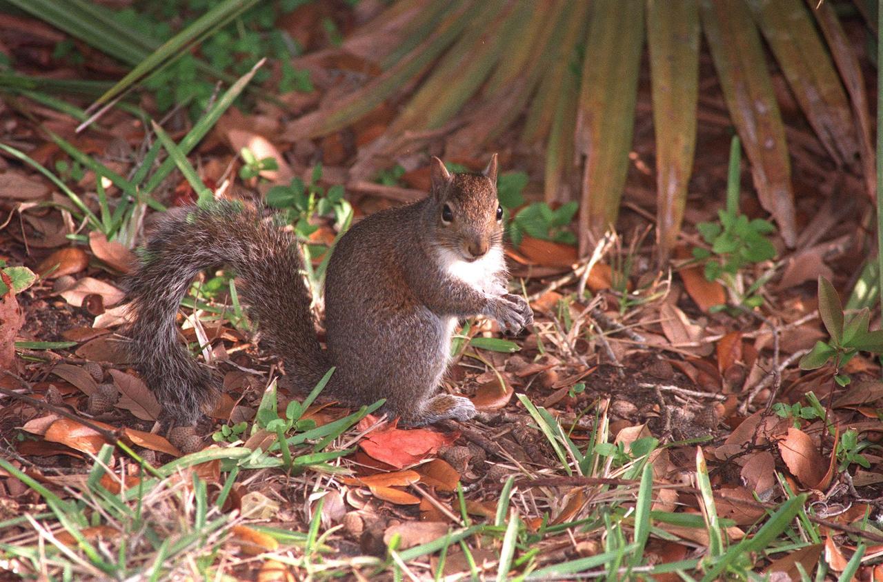 KENNEDY SPACE CENTER, FLA. -- An Eastern gray squirrel pauses in its daily search for food in the Merritt Island National Wildlife Refuge, which shares a boundary with Kennedy Space Center. The Eastern gray squirrel is found in wooded, suburban, and urban areas statewide. It nests in tree hollows or leaf nests in treetops. It forages during the day, mainly early morning and late afternoon, both on the ground and in trees, living on a diet of acorns, nuts, fruits, berries, insects, and bird eggs. Food plants include cypress, buckeyes, elms, grapes, tulip trees, mulberries, and tupelo. It breeds in late winter or early spring and again in late spring or summer, bearing two to six young. The eastern gray squirrel chatters when disturbed. The 92,000-acre wildlife refuge is a habitat for more than 310 species of birds, 25 mammals, 117 fishes and 65 amphibians and reptiles