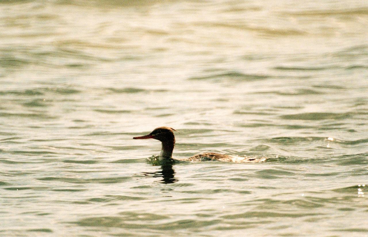 KENNEDY SPACE CENTER, FLA. -- A female red-breasted merganser swims low in the water at the Merritt Island National Wildlife Refuge, which shares a boundary with Kennedy Space Center. Usually found from Alaska and Canada south to Nebraska, Oregon and Tennessee, hooded mergansers winter south to Mexico and the Gulf Coast, including KSC. The open water of the refuge provides wintering areas for 23 species of migratory waterfowl, as well as a year-round home for great blue herons, great egrets, wood storks, cormorants, brown pelicans and other species of marsh and shore birds. The 92,000-acre refuge is also habitat for more than 310 species of birds, 25 mammals, 117 fishes and 65 amphibians and reptiles