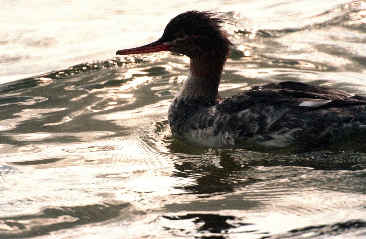 KENNEDY SPACE CENTER, FLA. -- A young female red-breasted merganser swims in the quicksilver water of the Merritt Island National Wildlife Refuge, which shares a boundary with Kennedy Space Center. Usually found from Alaska and Canada south to Nebraska, Oregon and Tennessee, hooded mergansers winter south to Mexico and the Gulf Coast, including KSC. The open water of the refuge provides wintering areas for 23 species of migratory waterfowl, as well as a year-round home for great blue herons, great egrets, wood storks, cormorants, brown pelicans and other species of marsh and shore birds. The 92,000-acre refuge is also habitat for more than 310 species of birds, 25 mammals, 117 fishes and 65 amphibians and reptiles