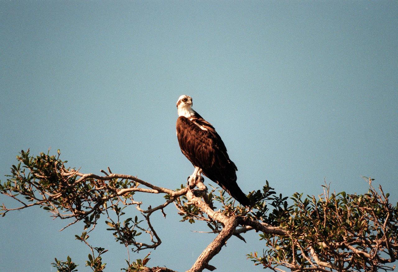 KENNEDY SPACE CENTER, FLA. -- An osprey perches on a treetop at Kennedy Space Center. This long-winged "fish hawk" inhabits lakes, rivers and seacoasts, surviving solely on fish which it captures from the water, grasping them in its talons when they near the surface. They range from Alaska and Newfoundland south to Florida and the Gulf Coast