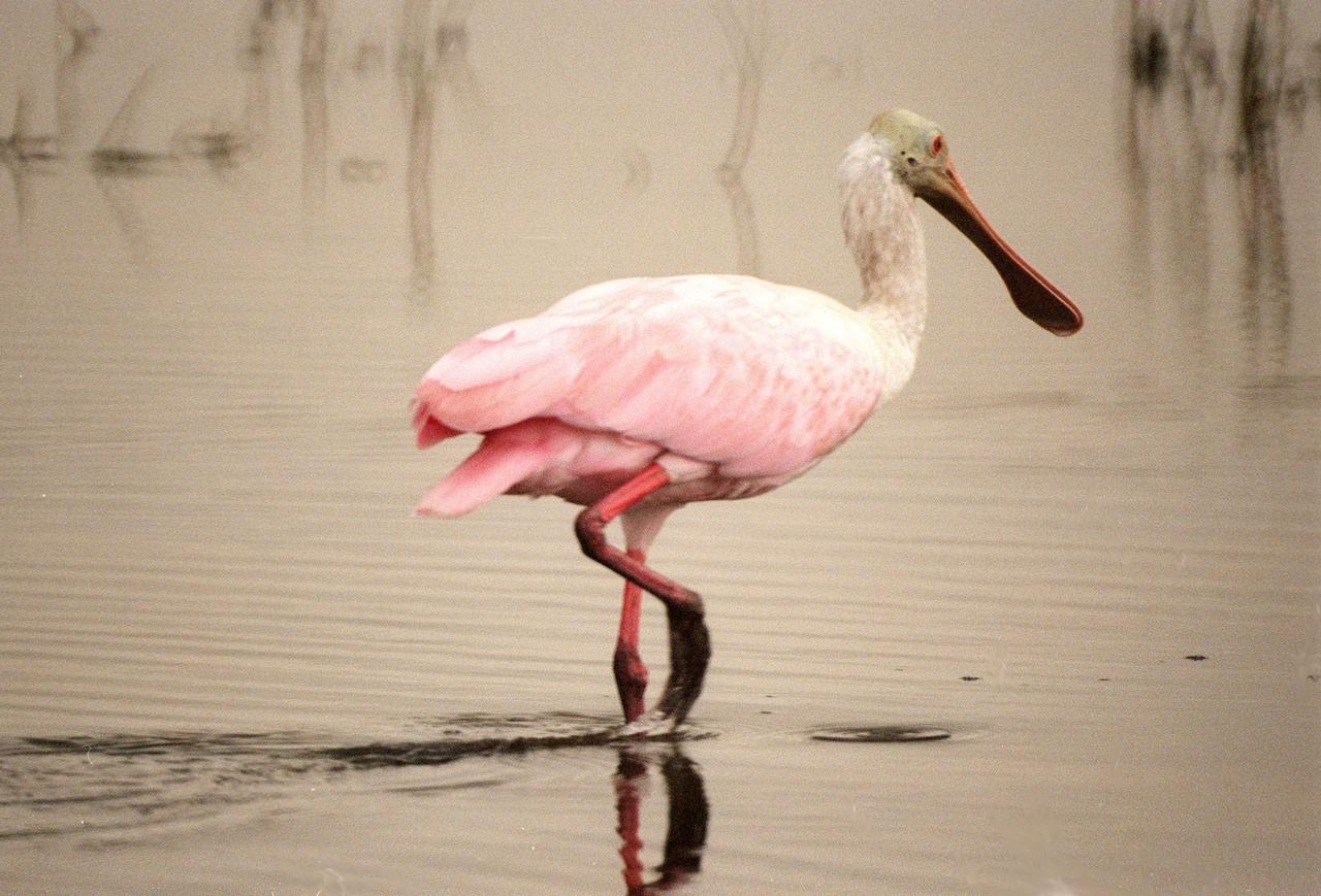 KENNEDY SPACE CENTER, FLA. -- This roseate spoonbill seems to pause midstride as it searches for food in a canal in the Merritt Island National Wildlife Refuge. The birds, named for their brilliant pink color and paddle-shaped bill, feed in shallow water by swinging their bill back and forth, scooping up small fish and crustaceans. They typically inhabit mangroves on the coasts of southern Florida, Louisiana and Texas