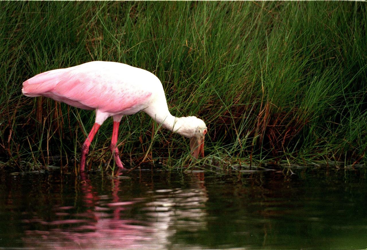 KENNEDY SPACE CENTER, FLA. -- A roseate spoonbill feeds alongside a canal in the Merritt Island National Wildlife Refuge. The birds are named for their brilliant pink color and paddle-shaped bill and feed in shallow water by swinging their bill back and forth, scooping up small fish and crustaceans. They typically inhabit mangroves on the coasts of southern Florida, Louisiana and Texas