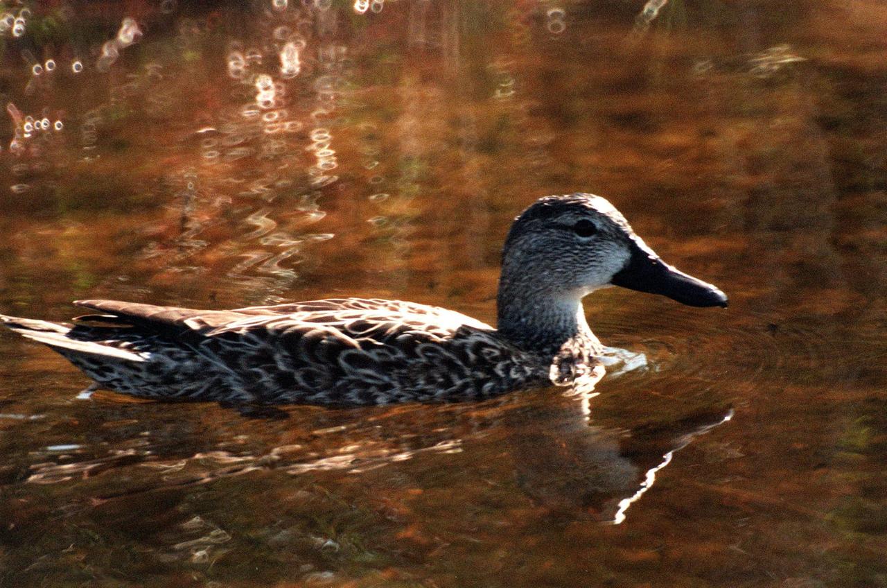 KENNEDY SPACE CENTER, FLA. -- A pintail duck swims calmly in the waters of the Merritt Island National <a href="http://www-pao.ksc.nasa.gov/kscpao/captions/subjects/wildlife.htm">Wildlife </a>Refuge, which shares a boundary with the space center. The pintail can be found in marshes, prairie ponds and tundra, and salt marshes in winter. They range from Alaska and Greenland south to Central America and the West Indies. The open waters of the Wildlife Refuge provide wintering areas for 23 species of migratory waterfowl as well as a year-round home for great blue herons, great egrets, wood storks, cormorants, brown pelicans and other species of marsh and shore birds. The refuge comprises 92,000 acres, ranging from fresh-water impoundments, salt-water estuaries and brackish marshes to hardwood hammocks and pine flatwoods. The diverse landscape provides habitat for more than 310 species of birds, 25 mammals, 117 fishes, and 65 amphibians and reptiles, including such endangered species as Southern bald eagles, wood storks, Florida scrub jays, Atlantic loggerhead and leatherback turtles, osprey, and nearly 5,000 alligators