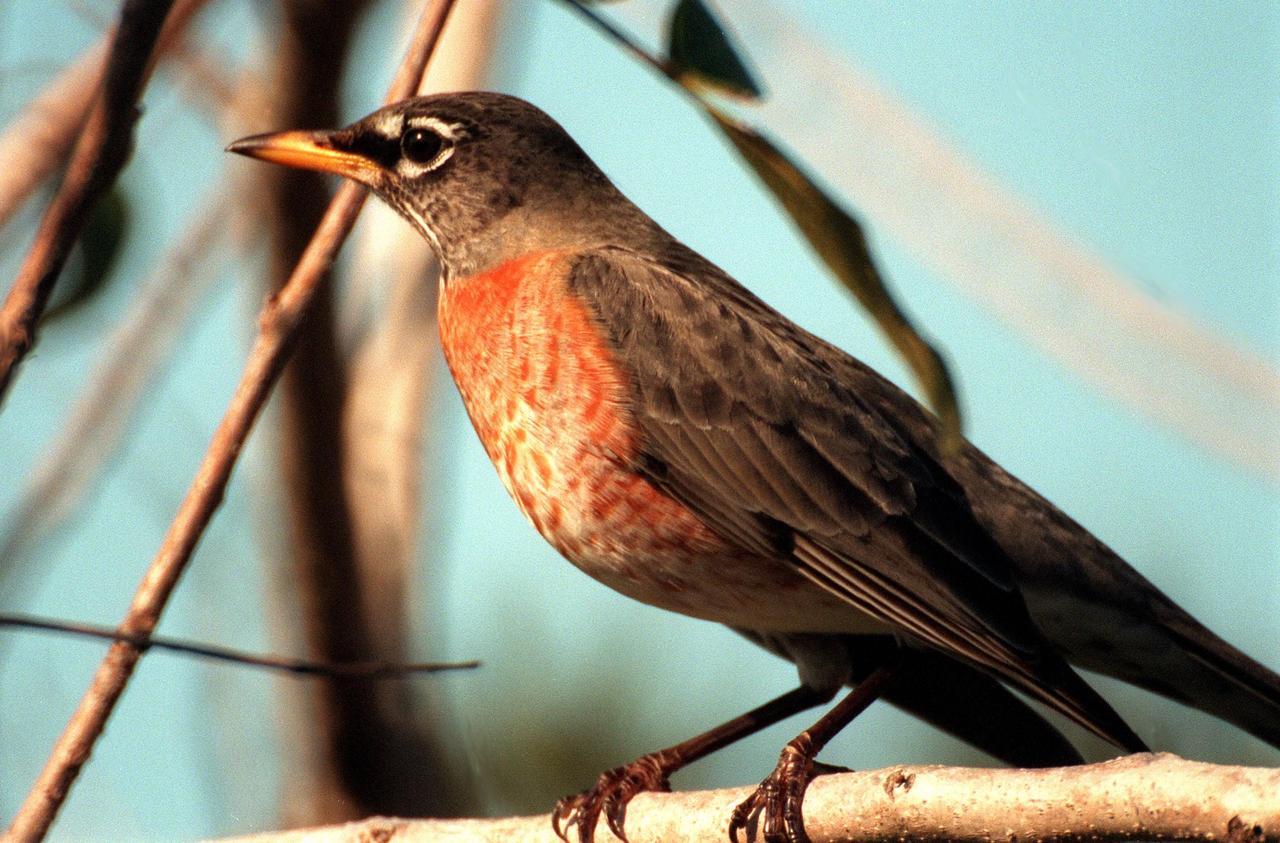 KENNEDY SPACE CENTER, FLA. -- A robin perches on a branch in the Merritt Island National <a href="http://www-pao.ksc.nasa.gov/kscpao/captions/subjects/wildlife.htm">Wildlife </a>Refuge, which shares a boundary with the space center. Robins range throughout North America, from Alaska to Florida. Although considered a harbinger of spring, they do winter in northern states, frequenting cedar bogs and swamps. They also winter in Florida, where they often can be seen in flocks of hundreds near KSC and the wildlife refuge, which comprises 92,000 acres, ranging from hardwood hammocks and pine flatwoods to fresh-water impoundments, salt-water estuaries and brackish marshes. The diverse landscape provides habitat for more than 310 species of birds, 25 mammals, 117 fishes, and 65 amphibians and reptiles, including such endangered species as Southern bald eagles, wood storks, Florida scrub jays, Atlantic loggerhead and leatherback turtles, osprey, and nearly 5,000 alligators
